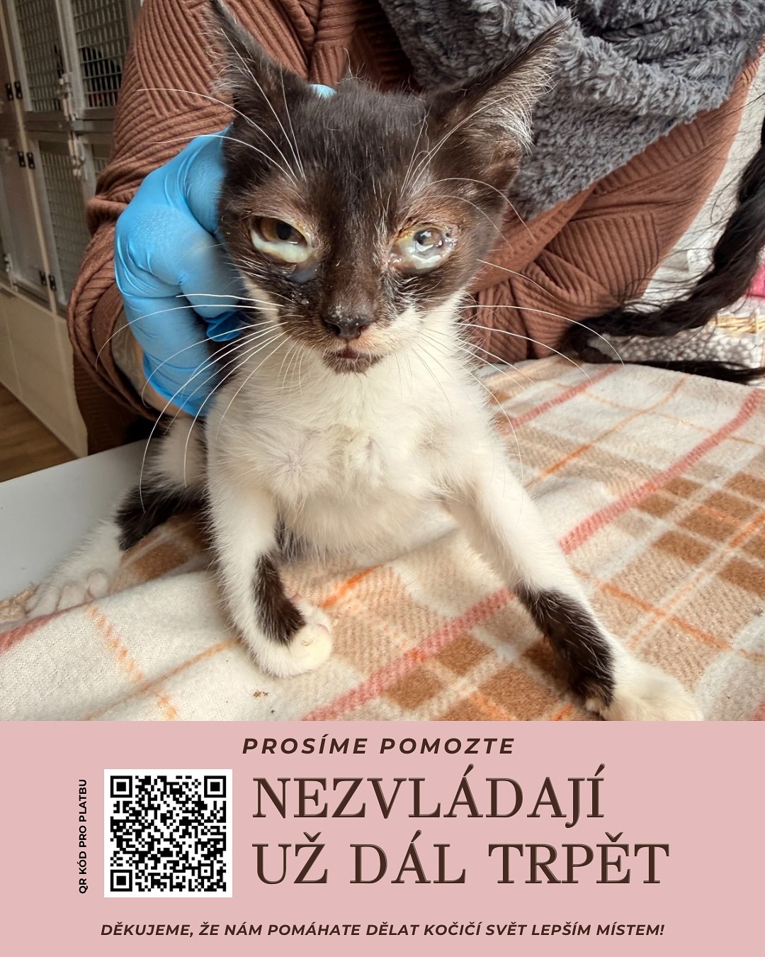 KDYŽ JSOU LIDSKÁ I KOČIČÍ SRDCE ZLOMENÁ 💔🐾
Jak jen začít drahá kočkorodino....svět kolem nás potemněl a Šklíbu zahalil obří stín. Časy jsou teď temné a plné hrůz, které nás provází každým dnem i nocí 🌌… PROSÍME VÁS O POMOC - o alespoň malé světýlko naděje v naší temnotě...🏮. Jsme úplně bez peněz😭
𝐔́𝐜̌𝐞𝐭 𝐩𝐫𝐨 𝐤𝐨𝐜̌𝐢𝐜̌𝐤𝐲: 1000900070/5500 💰
Je pořád tolik nešťastných duší, které nás volají... kočka za kočkou, koťátko za koťátkem 🍼🐱. Účet za účtem. Máme nedoplatek za elektřinu 50 000 Kč ⚡️. Dluhy na veterině cca 100 000 Kč. Rozvody elektřiny na chodbě, kde jsem po povodni zcela bez topení 80 000 Kč. A k tomu nemocné kočky z průvanu a všude prach 🥺.
Proč je svět tak strašně krutý? Proč se vůbec nic nedaří? Proč vždy, když sotva trochu nabereme dech, začneme se hned zase dusit 🫠?
Nevinných kočiček umírají denně stovky a tisíce 🖤. Tolik duší, které nikdy nikdo nemiloval, nikdy je neoslovil jménem, nikdy je nestiskl v teplé náručí. Umírají tiše, zapomenuté, a člověk si jen zoufale klade otázku, jestli najdou vůbec někdy klid nebo se neustále vrací a roztáčejí tak kola této nesnesitelné bolesti 🎡?
A když se konečně dostanou k nám, když už mají naději na bezpečí a lásku, vesmír nám je stejně trhá násilím z náruče pryč a s nimi i naše srdce na kusy 💔🐈⬛😢. Jsme tak unavení. Tak neskutečně unavení...
𝐏𝐑𝐎𝐒𝐈́𝐌𝐄 𝐎 𝐏𝐎𝐌𝐎𝐂 vás, prosíme o pomoc vesmír i všechny bohy, kteří nás stejně neslyší. Prosíme dnes a denně za lepší svět a snažíme se o něj každým coulem našich unavených těl… leč marně 🥵. Prosíme, pomozte nám dýchat… 🌬️ protože naše plíce hoří a bolest s beznadějí nejde uhasit.
📍Pomoci můžete i nákupem kalendáře pro rok 2026 🗓️ — na titulce s chlupatým srdcem celé Šklíby, hluchoslepým kocourkem Dariem🧡, jehož srdce dotlouklo, ale jeho odkaz dál zůstává.
Každý nákup, každá koruna, každé sdílení pomáhá držet naši naději nad vodou. Děkujeme, že jste s námi. Za všechny unavené tlapky, za každý zachráněný dech. 💛
𝐔́𝐜̌𝐞𝐭 𝐩𝐫𝐨 𝐤𝐨𝐜̌𝐢𝐜̌𝐤𝐲: 1000900070/5500 💰
Tým Šklíby ❤️🐾