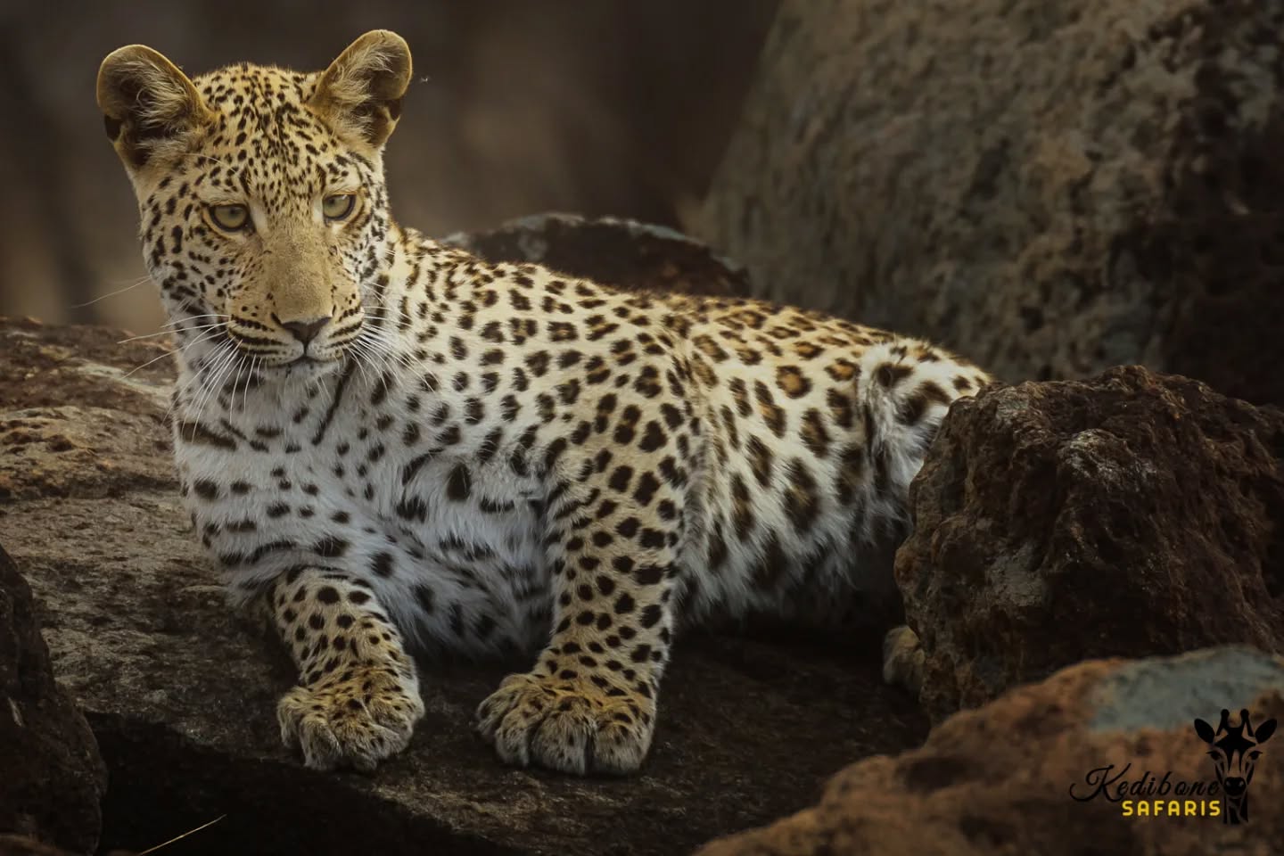 a Curious young leopardess 🐆🐾😻
Follow:👇
@kedibone_safaris
#leopard #bigcats #big5 #krugersafari #lazycat #naturewildlifephotography #specialmoments #uniquesightings #kedibonesafarifamily #krugernationalpark
#bestsafaribyfar #gamedrives #wildlife #wildlifephotography #wildlifelovers #nature #natgeowild #besttimeever #wildographydudette #safariphoto #phalaborwaco #Africa #southafrica #girlpower #wedotourism #ilovesouthafrica
@krugernationalpark @phalaborwa.co.za @renataewaldwildlifephotography @meetsouthafrica
