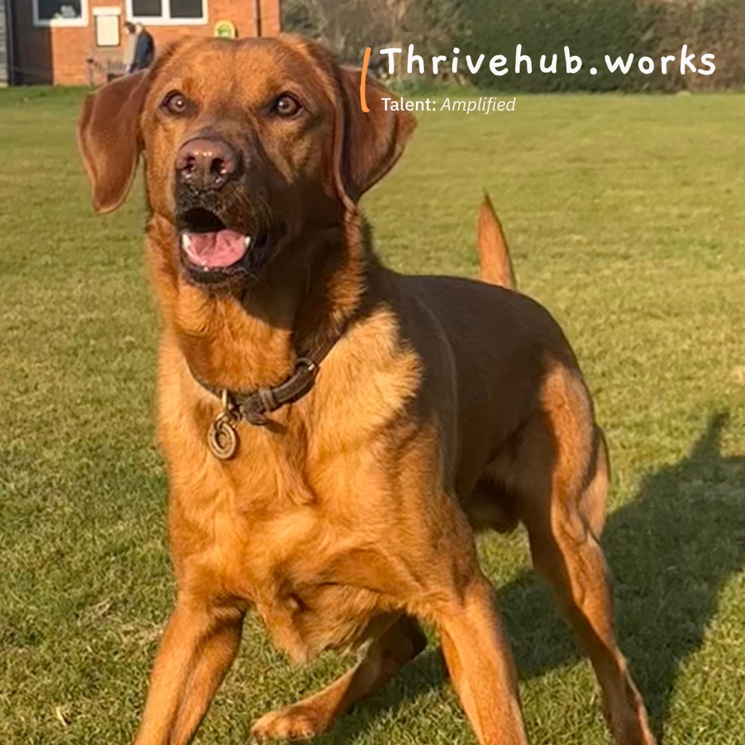 It's Monday which means it's time to share our weekly top 10 HR roles with Salaries included.
Positive to see so many new roles advertised with Public and NGO sectors still coming out on top by advertising their salaries.
Wilson is delighted to be shared here as he is happy 7 days a week, every week. Even on a Monday morning.