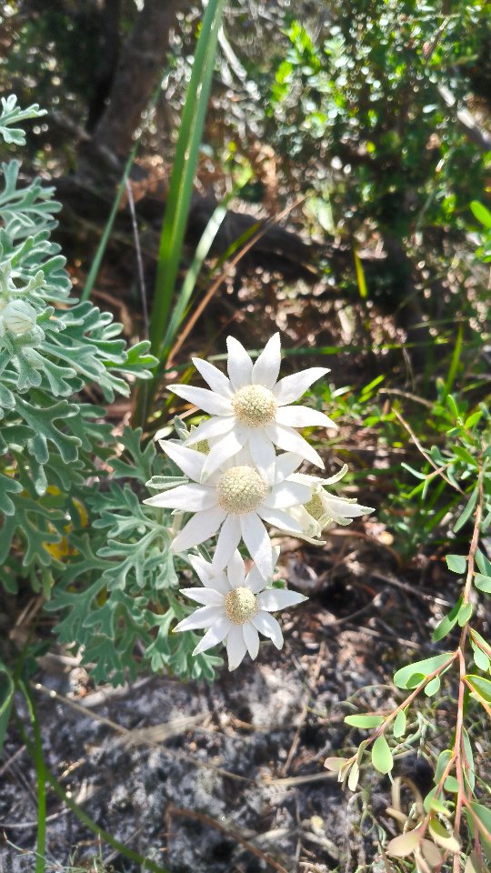 Inspiration incoming..
My husband and I were lucky enough to spend some childfree days (thank you family) in Port Stephens this week - we hired a car and didn't have any plans (thank you for some of your recommendations!!). Absolute bliss.
Sweeping views, clear water, interesting coastal walks, wildflowers, a close encounter with a brown snake 😅 - so much inspiration in these clips, to fill my sketchbook and fuel my next lot of paintings!
x