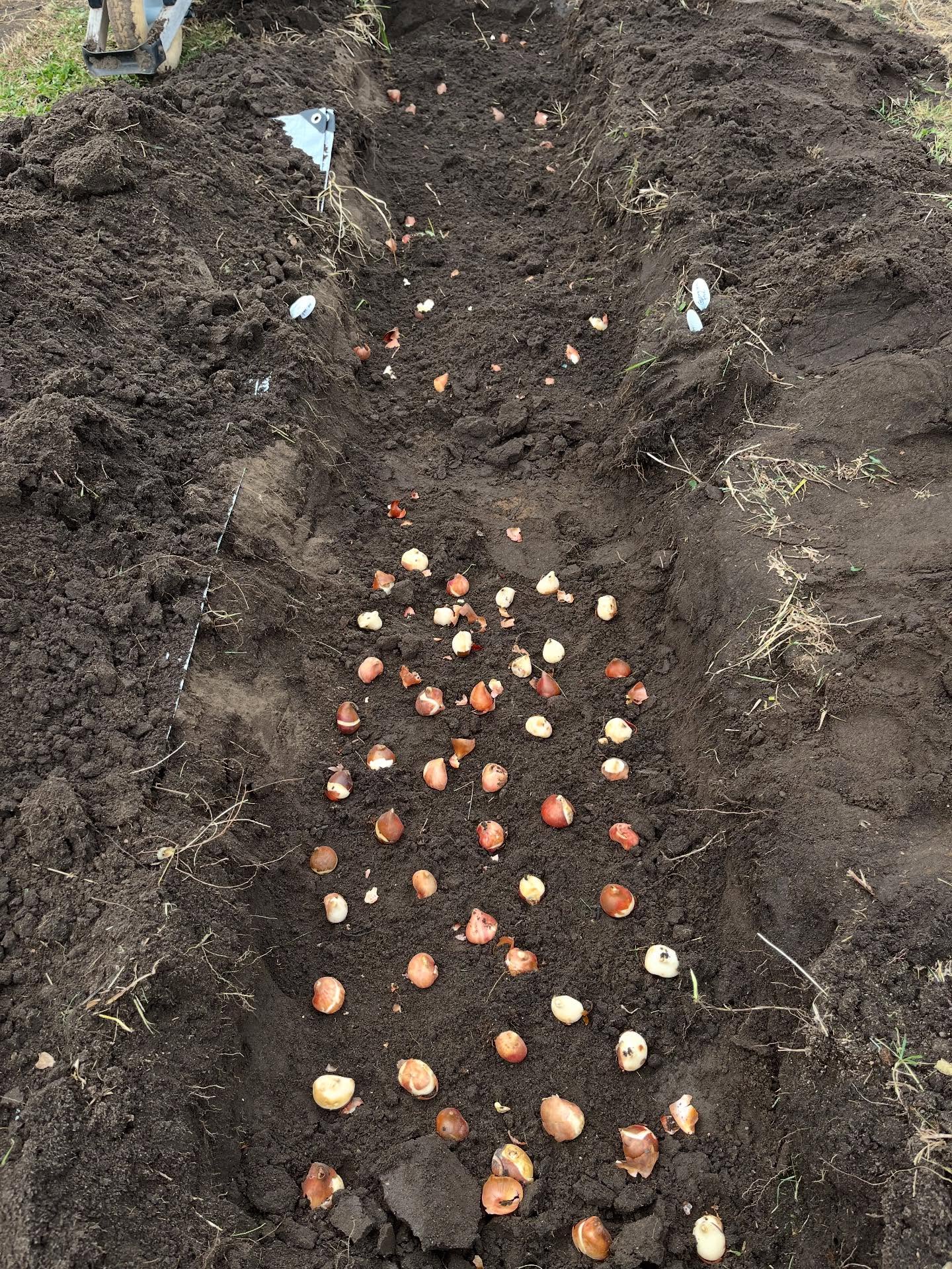 I dug a trench and planted Impression tulips, peony tulips and alliums. The Impression tulips are perennial and the alliums are growing in with them to deter pests.