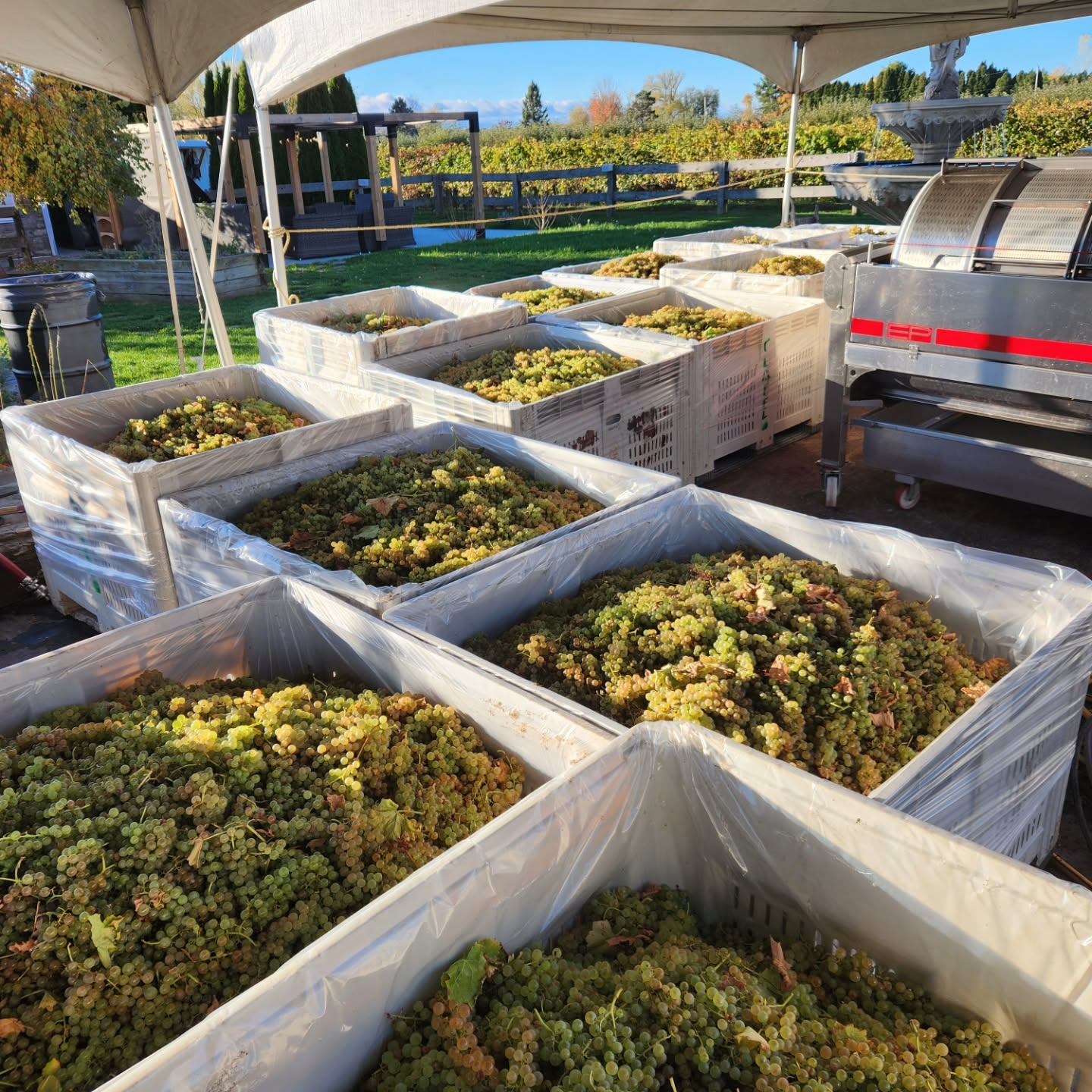 And just like that, harvest 2025 has come to an end.
Our last picks — Vidal Blanc, De Chaunac and Riesling — are in, and our cellar is full.
Cheers to another great season! 🍷