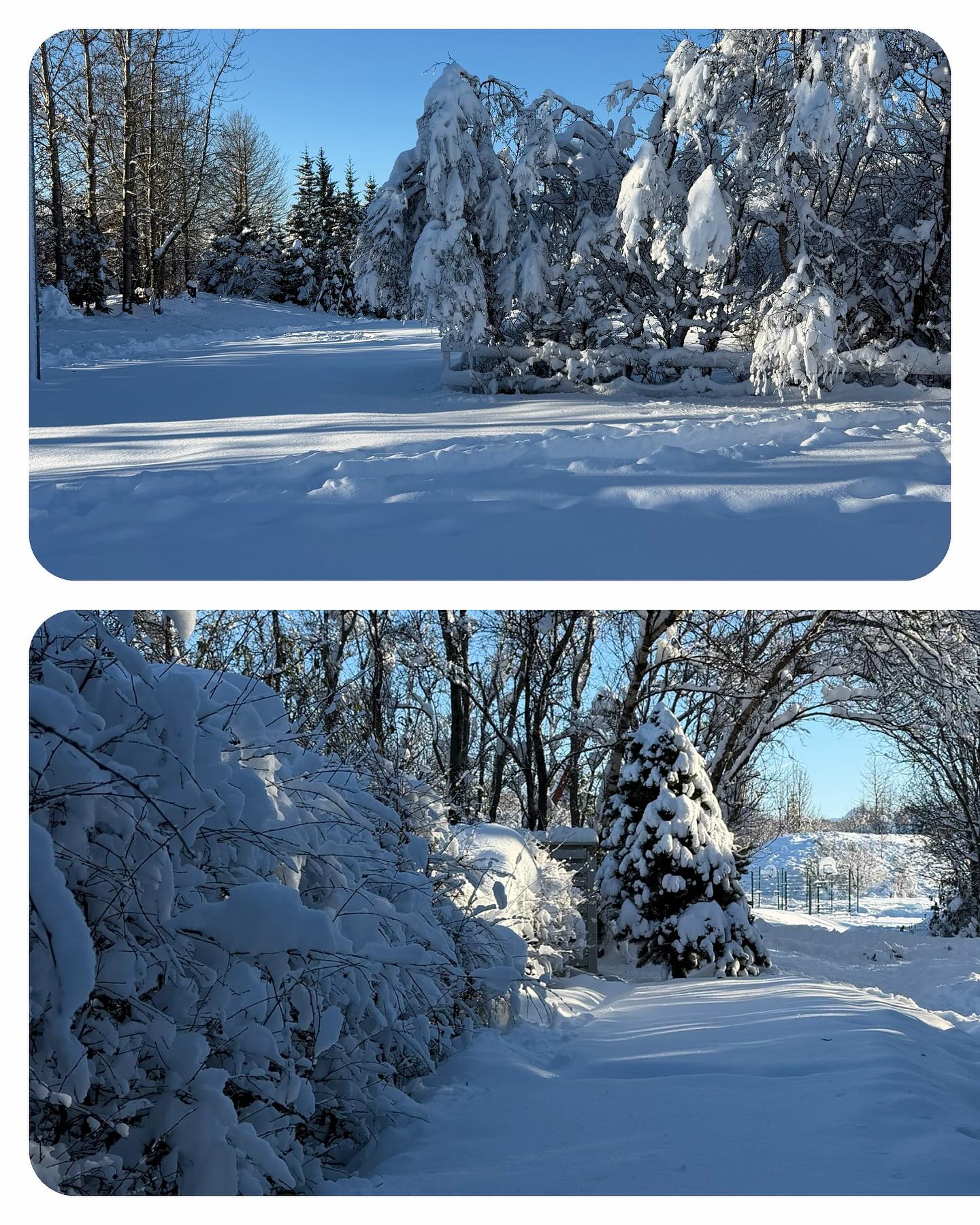 Winter wonderland almost in my backyard ❄️