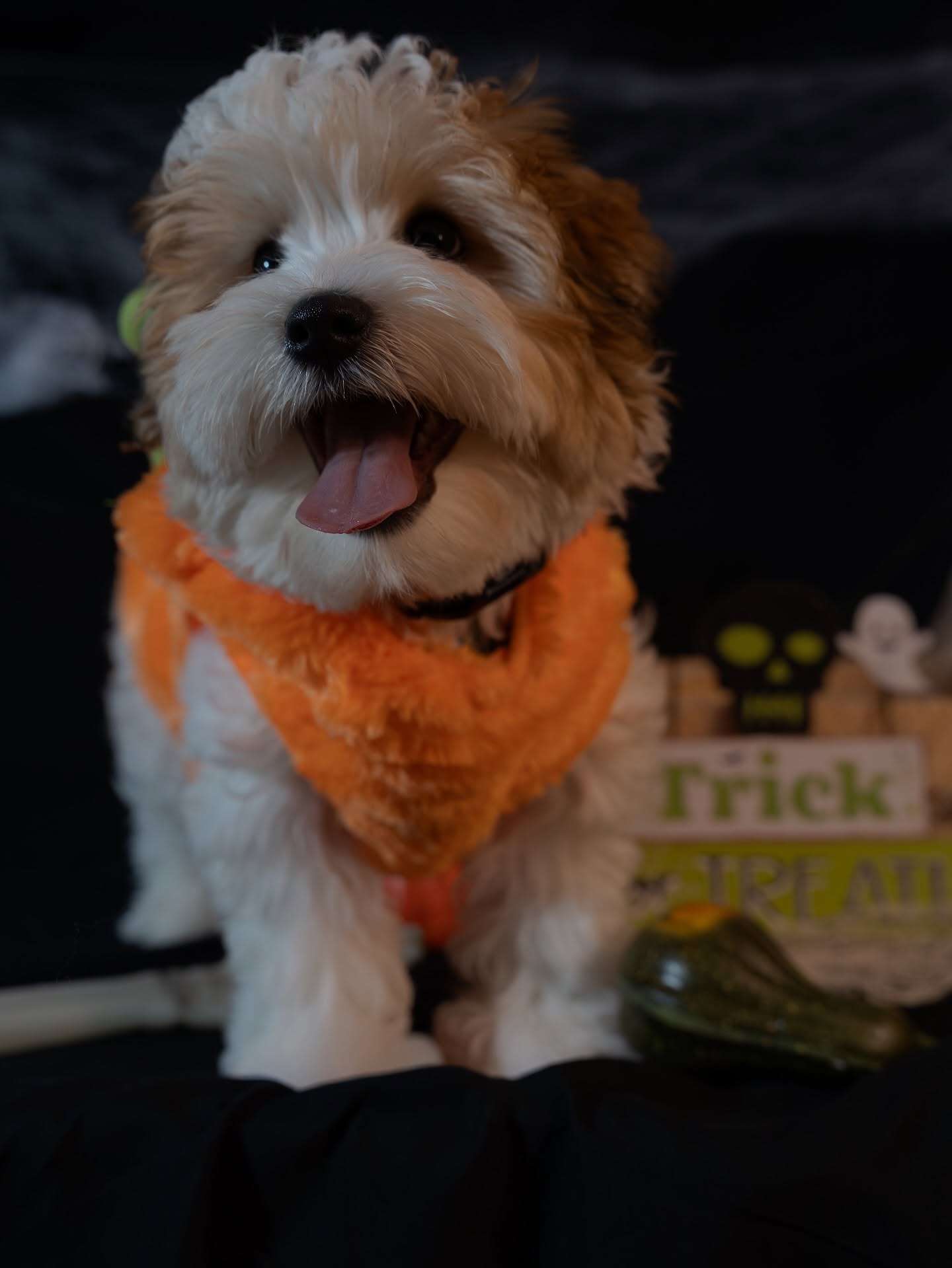 Ready for tricks, treats, and belly rubs 🎃🐶
Halloween portraits aren’t just for humans 🎃📸
__
#HalloweenPup #SpookySeason #DogCostume #PetHalloween #TrickOrTreat #Howloween #CuteDog #DogPhotography #PetPortrait #FurryFriend #PupOfTheDay #DogLovers #Petstagram #DogLife #FluffyDog #PumpkinPup #HappyHowloween