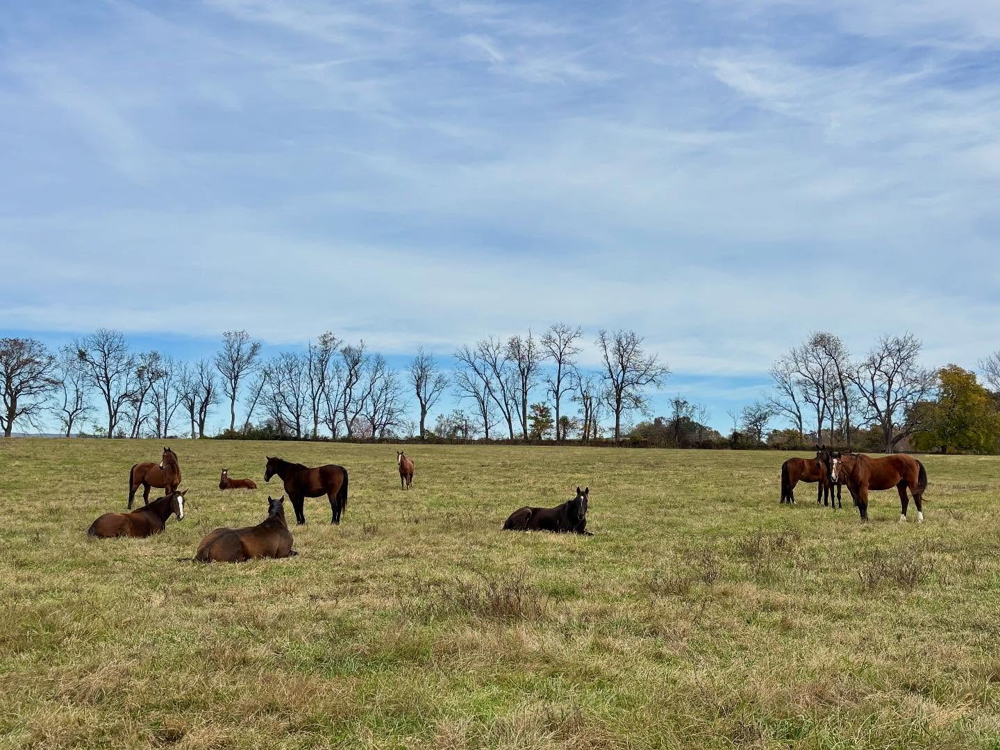 All is quietโฆ.
#piedmonthorseretirement #horseretirement #horseretirementfarm #livingthegoodlife #livingtheretiredlife #retiredhorsesofinstagram #retiredhorses #horsesofinstagram #horses #horselife #horsecountry #huntcountry #ponies #retiredponies #retiredponiesofinstagram #thoroughbred #thoroughbredsofinstagram #retiredthoroughbred #retiredracehorses #retiredracehorsesofinstagram #landthatilove