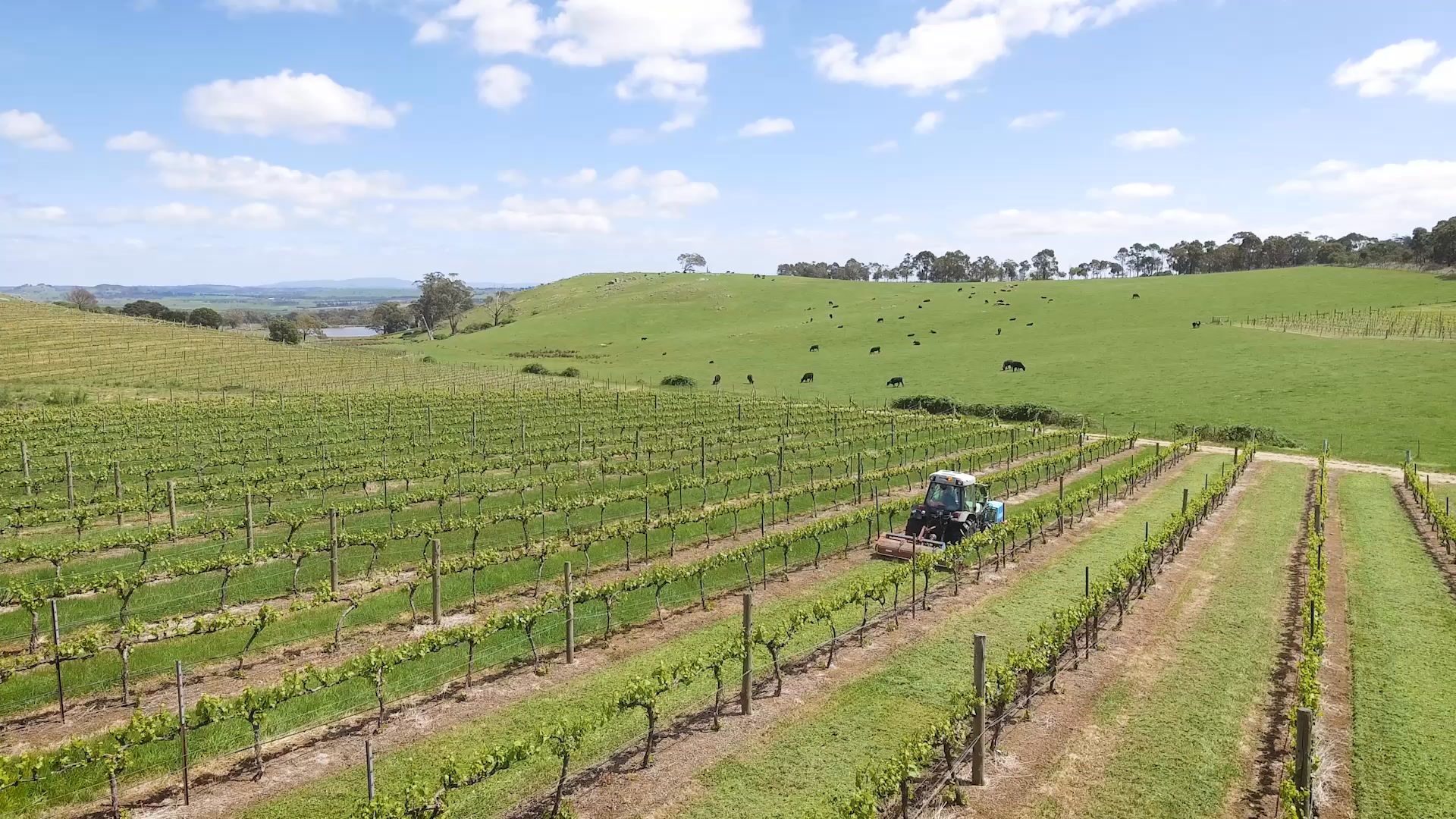 Granite Hills will be on the Budburst trail again for 2025. We welcome all lovers of Macedon Ranges wines to join us on Saturday 15th & Sunday 16th November, try our new release 2020 Estate Sparkling, bring a picnic hamper and enjoy the view!
.
.
.
.
.
#macedonrangeswine #visitmacedonranges #macedonrangesnaturallycool #visitvictoria #daylesfordmacedonrangestourism #daylesfordmacedonranges #daylesfordmacedonlife #lancefield #cobaw #explorevictoria #countryvictoria #macedonranges #granitehills #granitehillswinery #victorianwine #wineaustralia #macedonrangeswinery