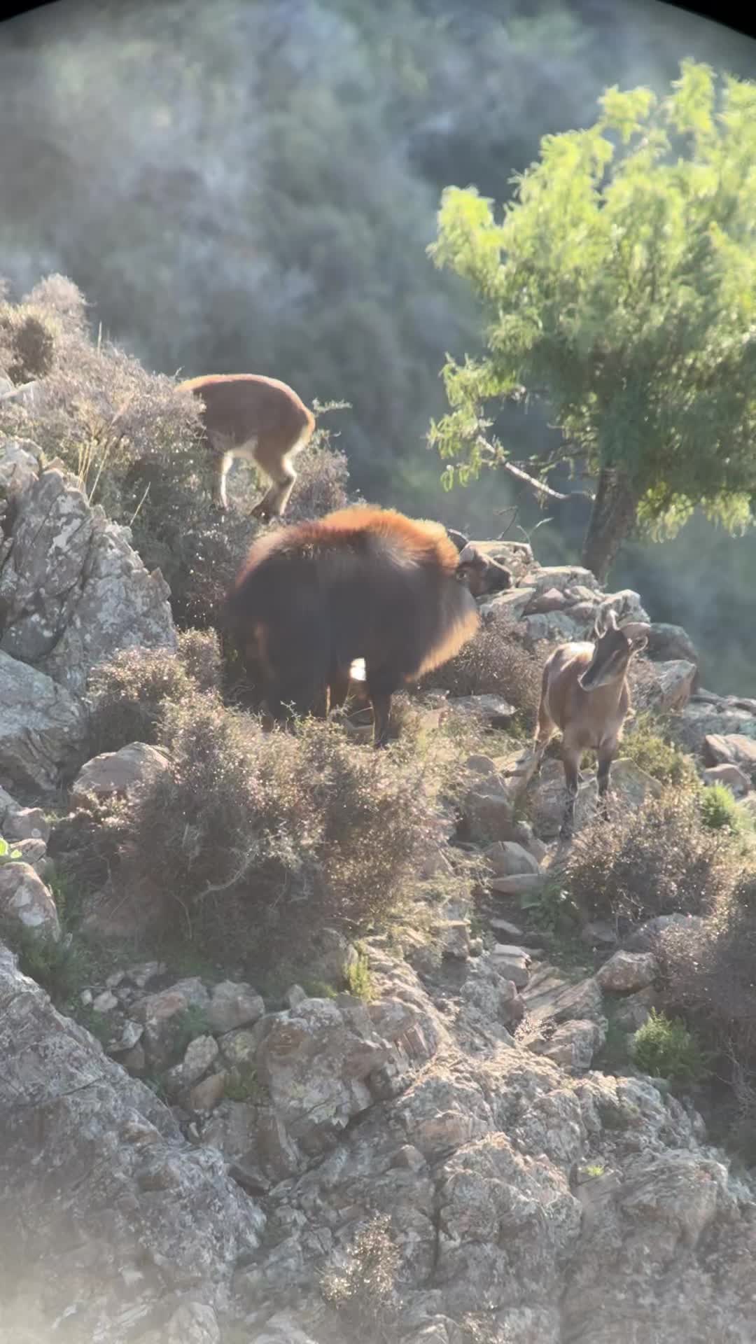 September and October are great months to hunt bull Tahr.Book your 2026 hunt now with us for an adventure of a life time.limited spots available.
#freerangehuntingnewzealand
#freerangehuntingnz #freerangehunting #huntingseason #freerangemeat #outdoors #hunters #outdoorslife #huntergather #AlpineHunting