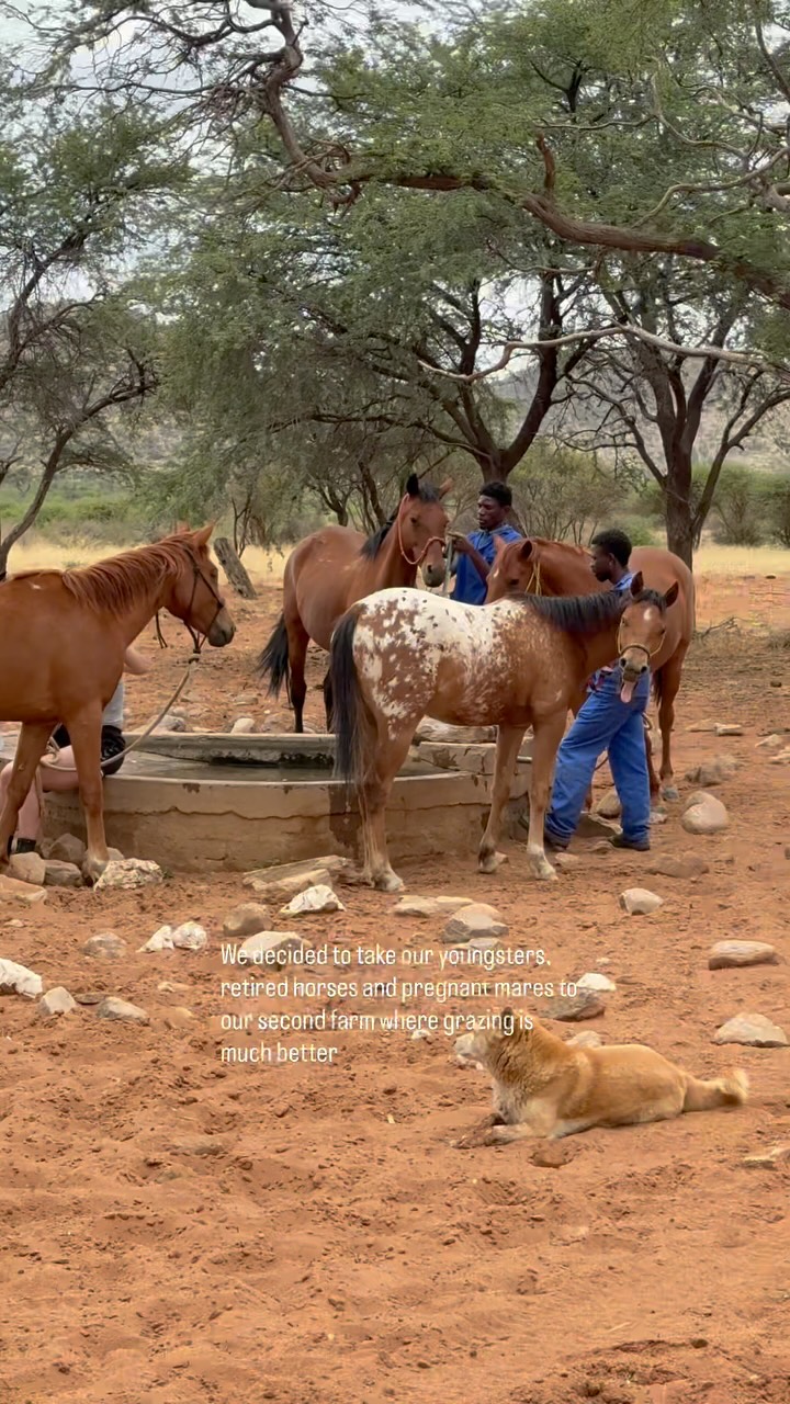 Never a dull moment at Ibenstein. Sometimes we ride horses and sometimes we take them for a walk in hand for 12km 😁
#stablelife #horsesafariafrica #volounteerproject #workingholidaysnafrica #horsecation #horsesafarinamibia