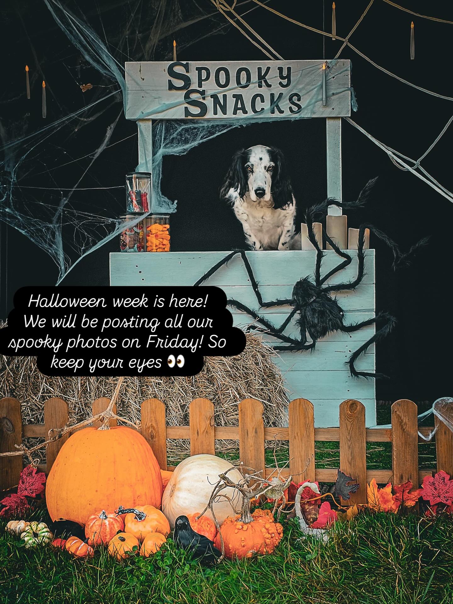 The girls have worked sooo hard on this weeks Halloween fun and photo set up. We will be taking lots of Halloween themed photos all week, so don’t forget to send your dogs costumes!!! But we will be posting everything on Friday! Can’t wait to show you! 🎃