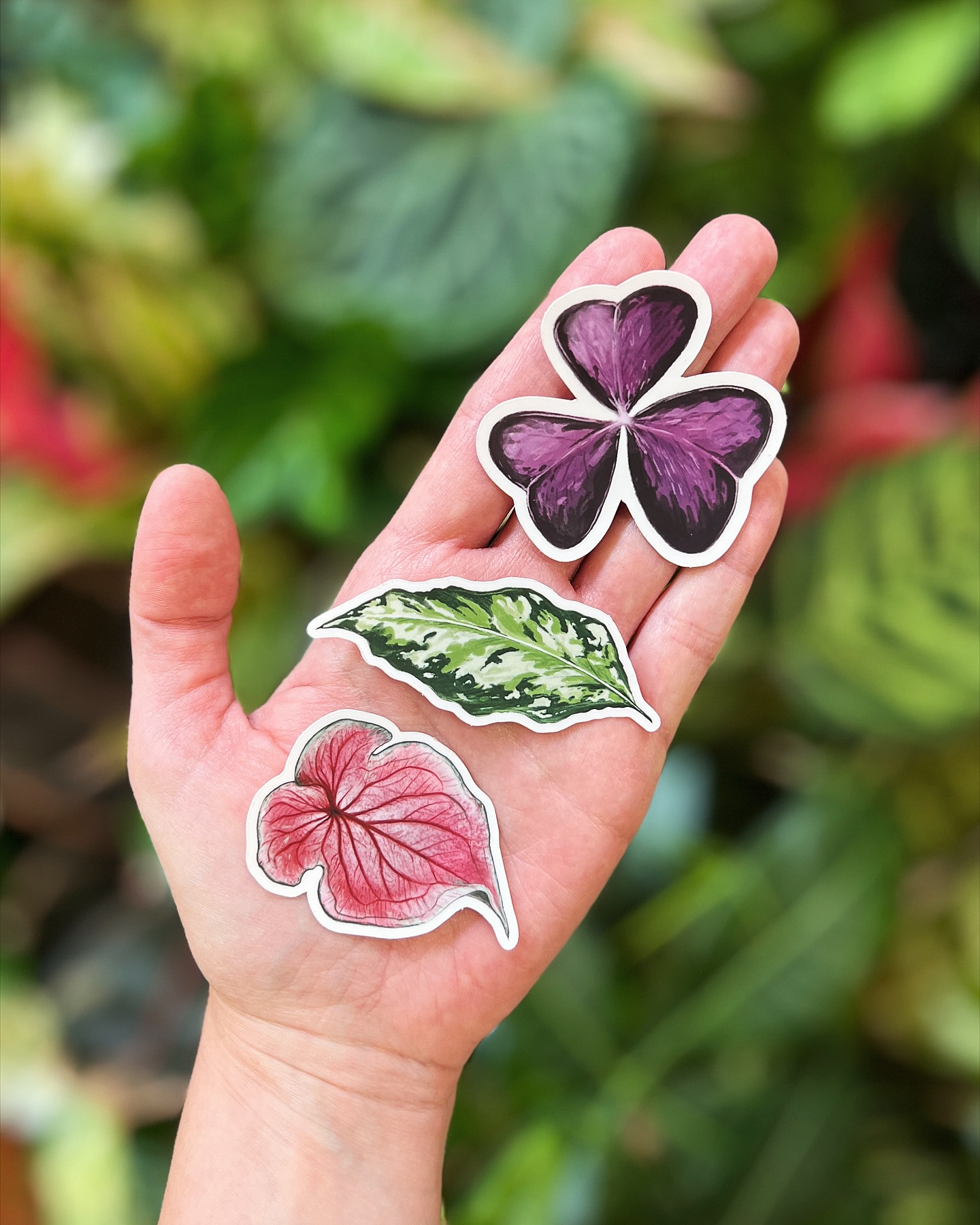 🌿 NOS STICKERS 🌿
Notre nouvelle collection de stickers est arrivée 😍
Nous l’avons imaginée à partir de 3 plantes que vous avez particulièrement appréciées en boutique cette année :
🌱 le Caladium Sweetheart
🌱 l’Aglaonema Pictum Tricolor
🌱 l’Oxalis Triangularis
Ces nouveaux stickers viennent s’ajouter à nos deux précédentes collections (visibles en slide 2 & 3) 👉🏼
Tous nos stickers sont imaginés par nos soins & dessinés à la main par mon ami @kevinmarie.art 💚
Rendez-vous en magasin & sur la boutique en ligne pour compléter ta collection 🫶🏼
Lequel est ton préféré ? 👀
📍 Jēra, 51 avenue Jean Jaurès, Domont
👉🏼 www.jeraplantshop.com