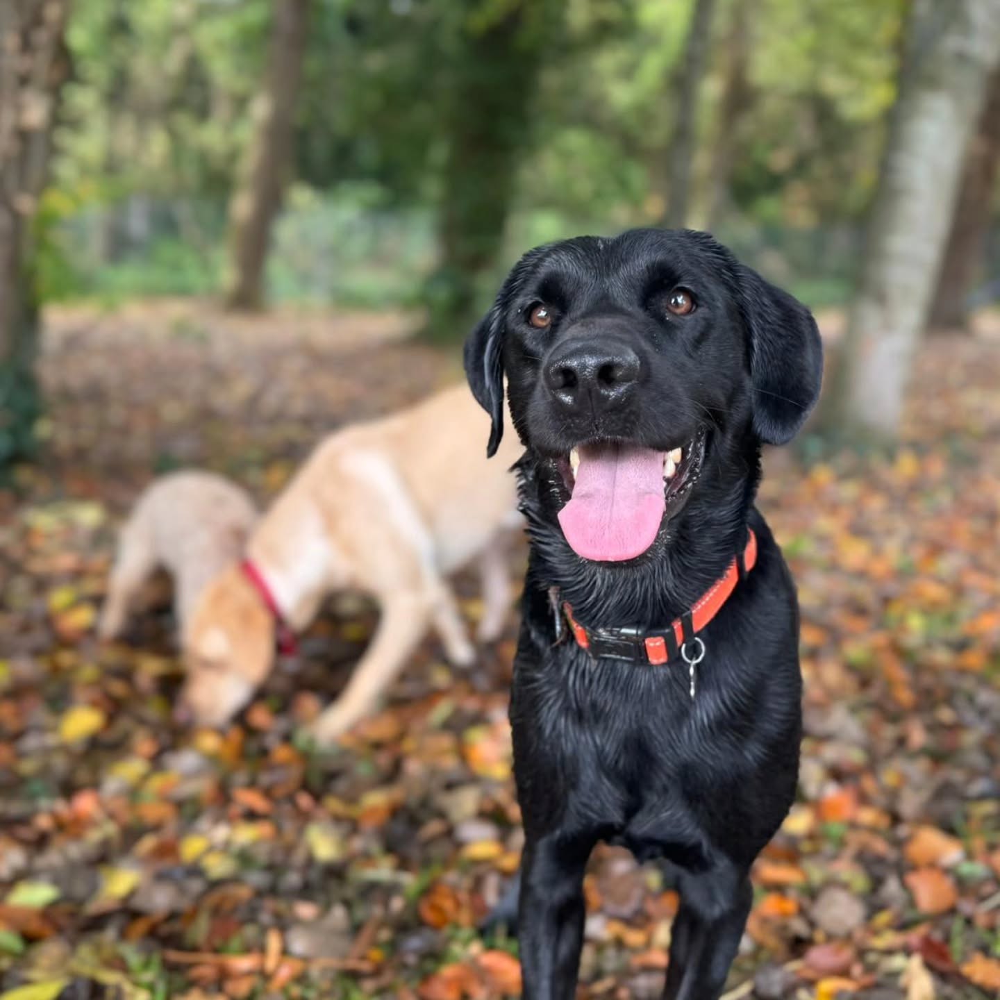 Halloween Friday Field Trip at The Dog Field 🌳 🐕