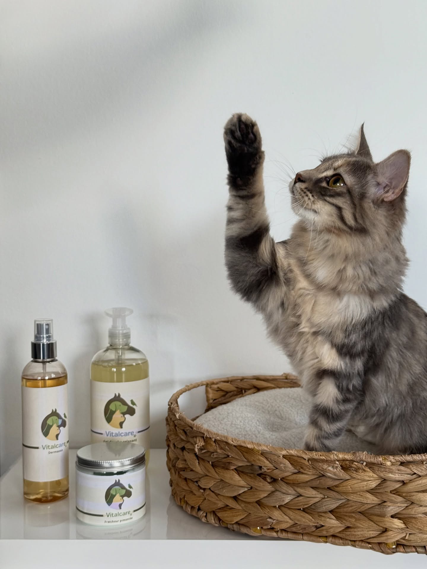 Lily a trouvé son bonheur 😸
Les soins Vitalcare font désormais partie de sa petite routine bien-être 🐾
Une marque pensée avec amour, pour le bien de tous nos compagnons 💛
By @mathildemay_com