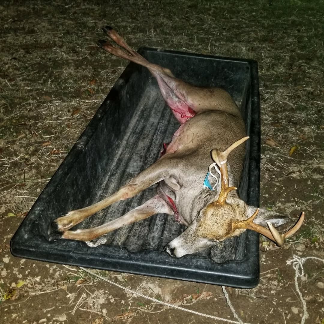 Got one this evening 🙌🦌