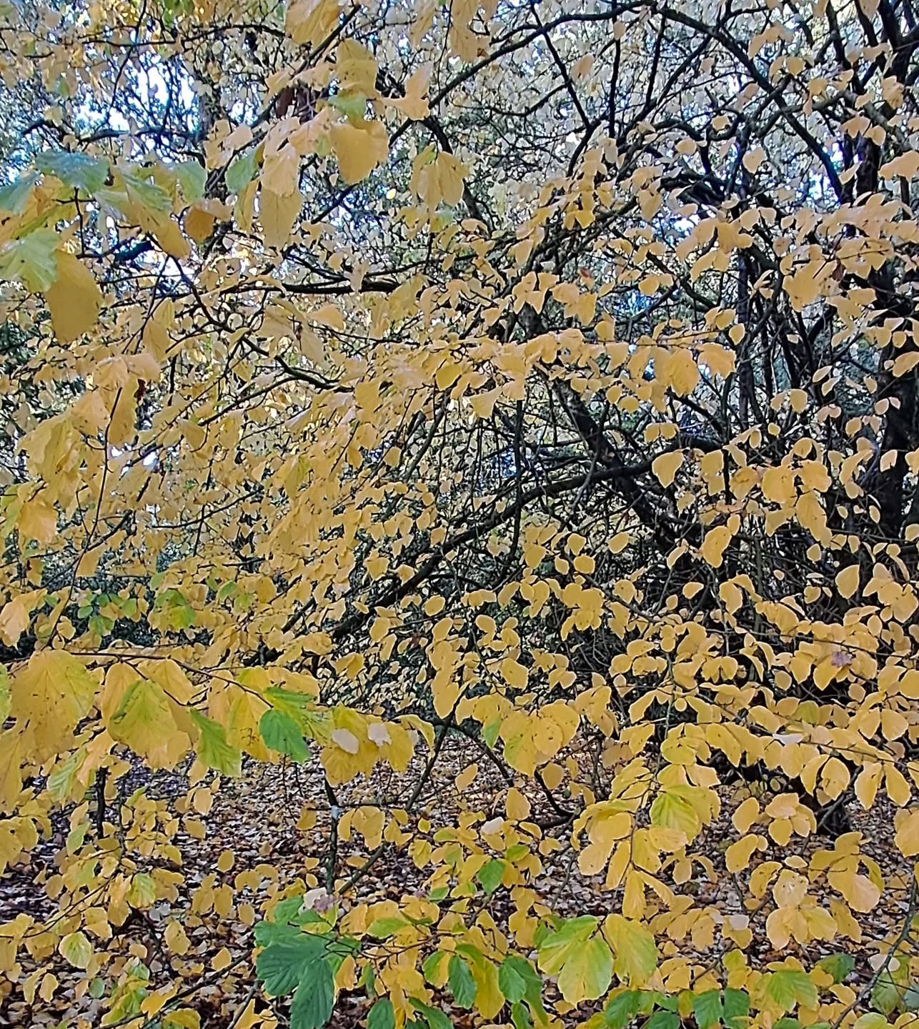 Bright autumn walk in the woods #juliabrookerpaintings