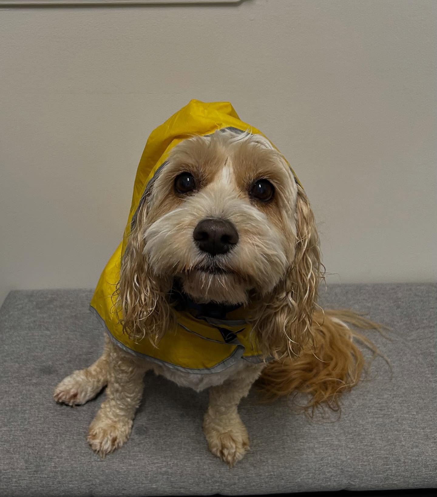 Jasper was in today, dressed for the weather! Check out his adorable raincoat. Definitely a nice change from yesterday, that’s for sure.
#rain #raincoat #cute #cutie #jasper #yellow #dog #pet #vet #fun