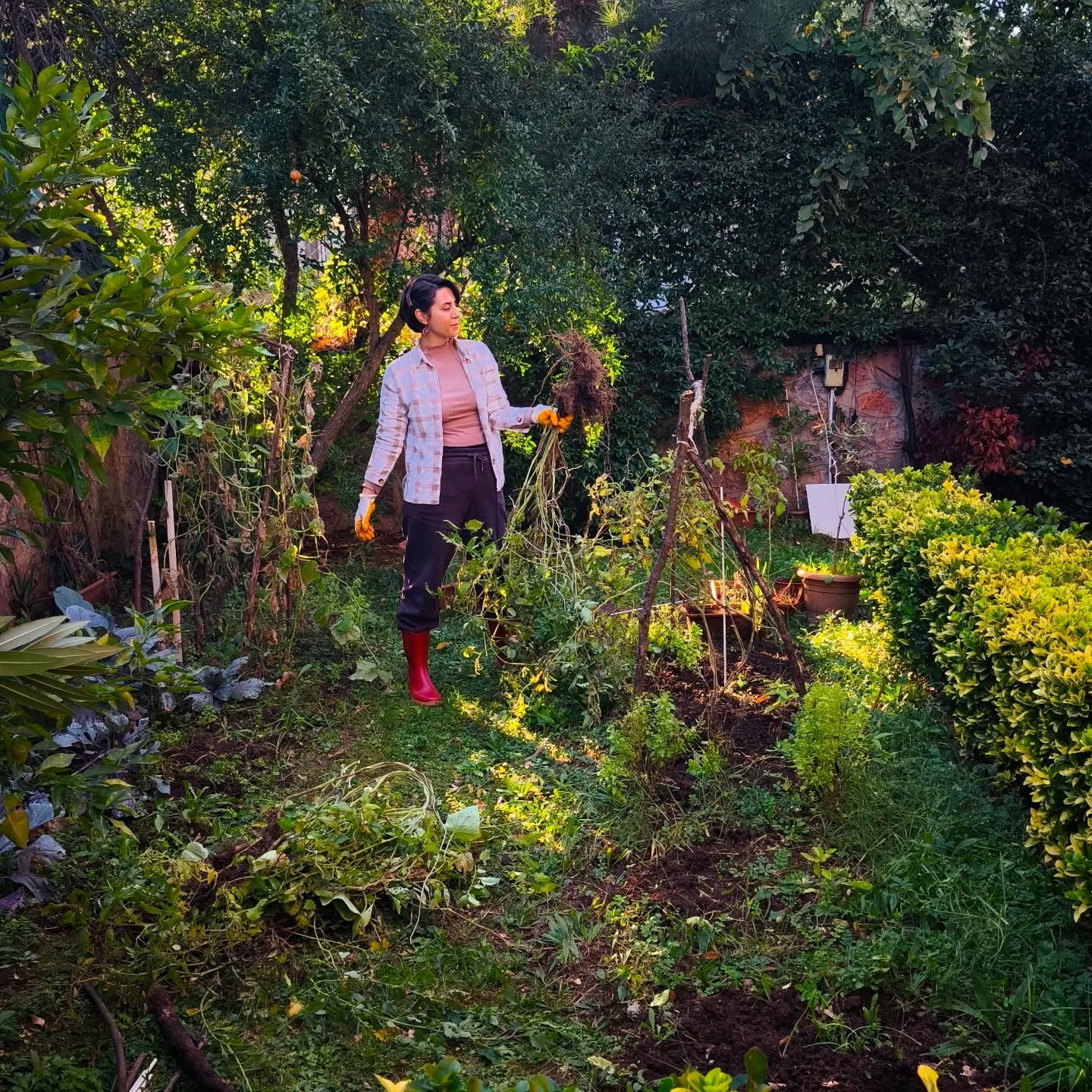Ekim ayının sonuna geldik çattık. Bir terazi olarak bu ay ruhsal anlamda ciddi eşikler atlattım. Benim için adaletli, hakkaniyetli olmak gerçekten çok önemli. Bu hassasiyet beni bazen yoruyor. Doğru olanı seçme, emin olma çabalarına girdiğimde bitmek bilmeyen bir sorgulama döngüsüne giriyorum ...
Bu ay da böyle geçti. Bolca sorgulama, bolca karar verme cabası, bolca yazma çizme ...
Ve bu ayın sonlarına doğru kalan büyük atalarımdan babannemi de kaybetmemle bu süreci kapattığımı düşünüyorum.
Dün son görevimizi yapıl, Maşukiye'ye evimize döndük ve bugün sabah beynimin şalterini tamamen kapatıp bedene dödüm ve inanılmaz iyi geldi.
Buraya taşınmamızın büyük sebeplerinden biriydi toprakla, bahçeyle daha bir haşırneşir olmak. Her an doğaya yakın olmak, dağları hissetmek. Çok şükür doğru karar diyebiliyorum hala. Çok yer değiştiren biri olarak uyumlanma sürecinin biraz zaman aldığını artık çok iyi biliyorum ve zamana bırakıyorum bazı şeyleri ...
Güzelliklerde, güzel kalplerle buluşmak paylaşmak dileğiyle diyorum 🌿