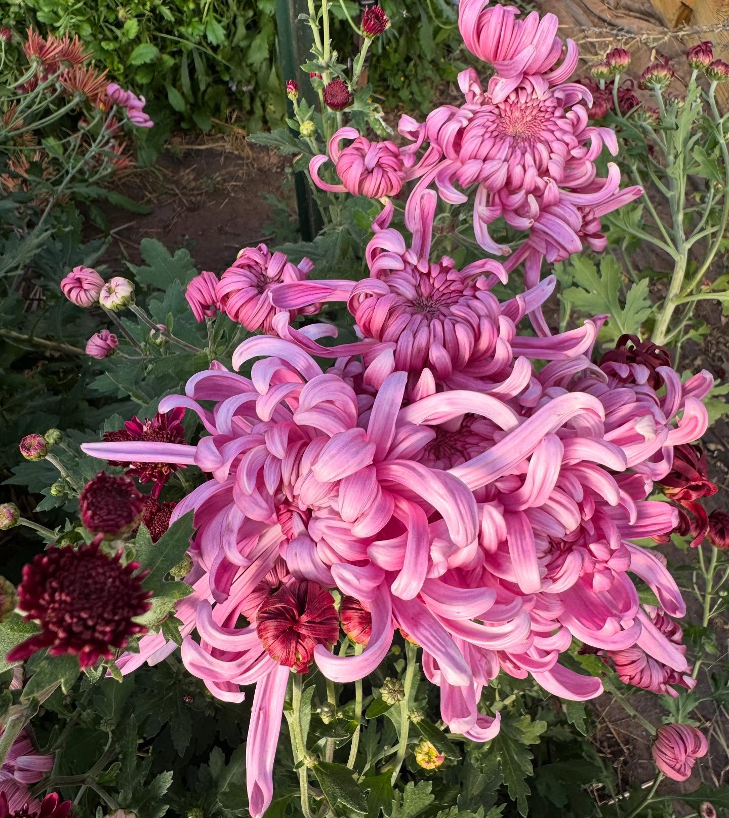 We ain’t done yet over here!
Heirloom Chrysanthemums take us through Thanksgiving. Then we’re done… mostly.
Preorder your thanksgiving/ harvest celebration centerpiece for farm pickup on our website!
#localflowers #heirloommums #mumstheword #thanksgivingflowers #novemberflowers #flowerfarmer #nofarmsnofood