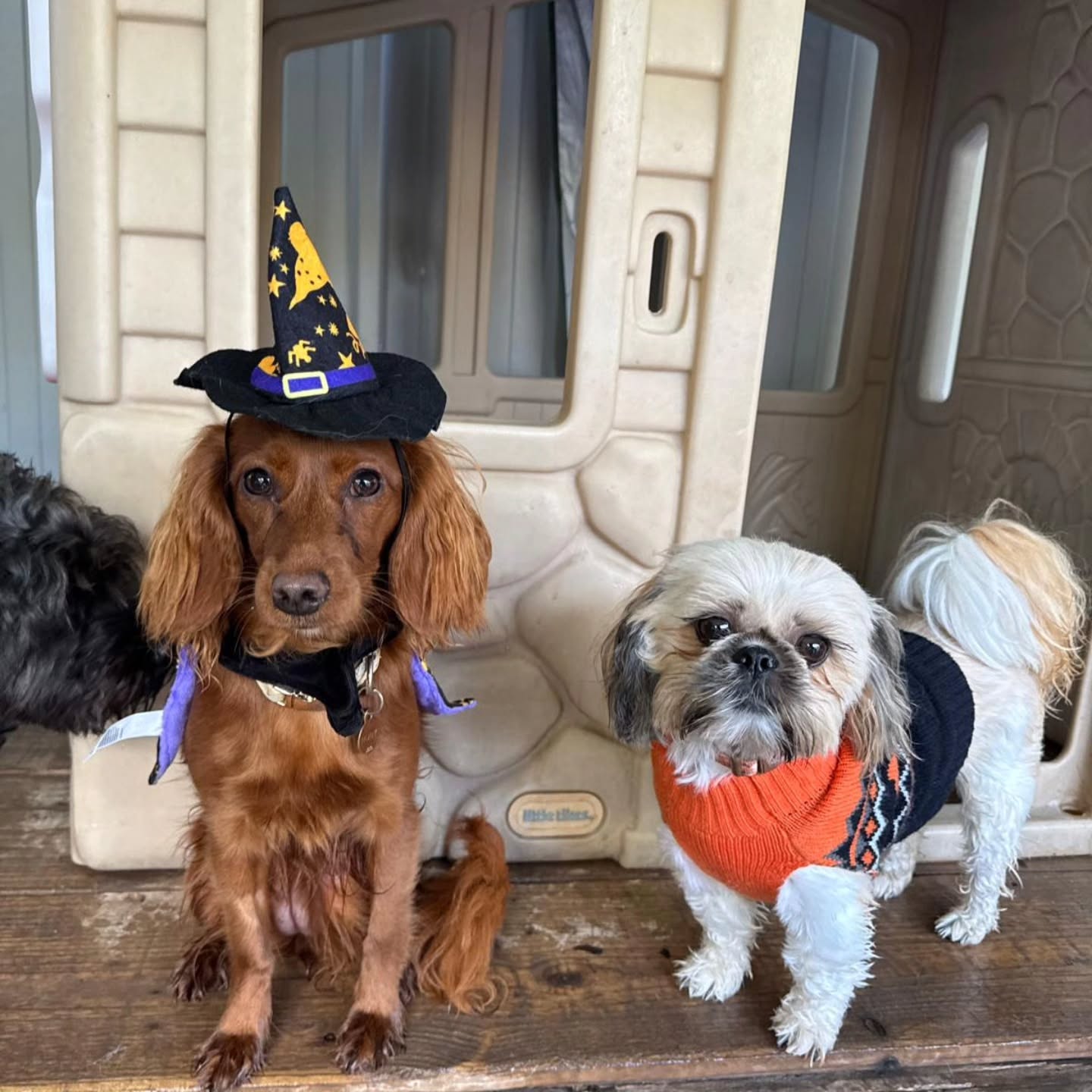 Halloween outfits at Doggy Daycare 🐕 🎃🦇
