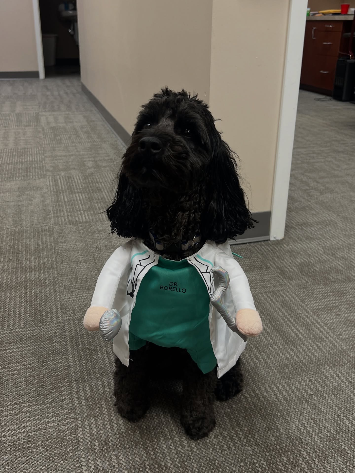 👻 Happy Halloween from Dr. Blue Borello and his team! 🎃