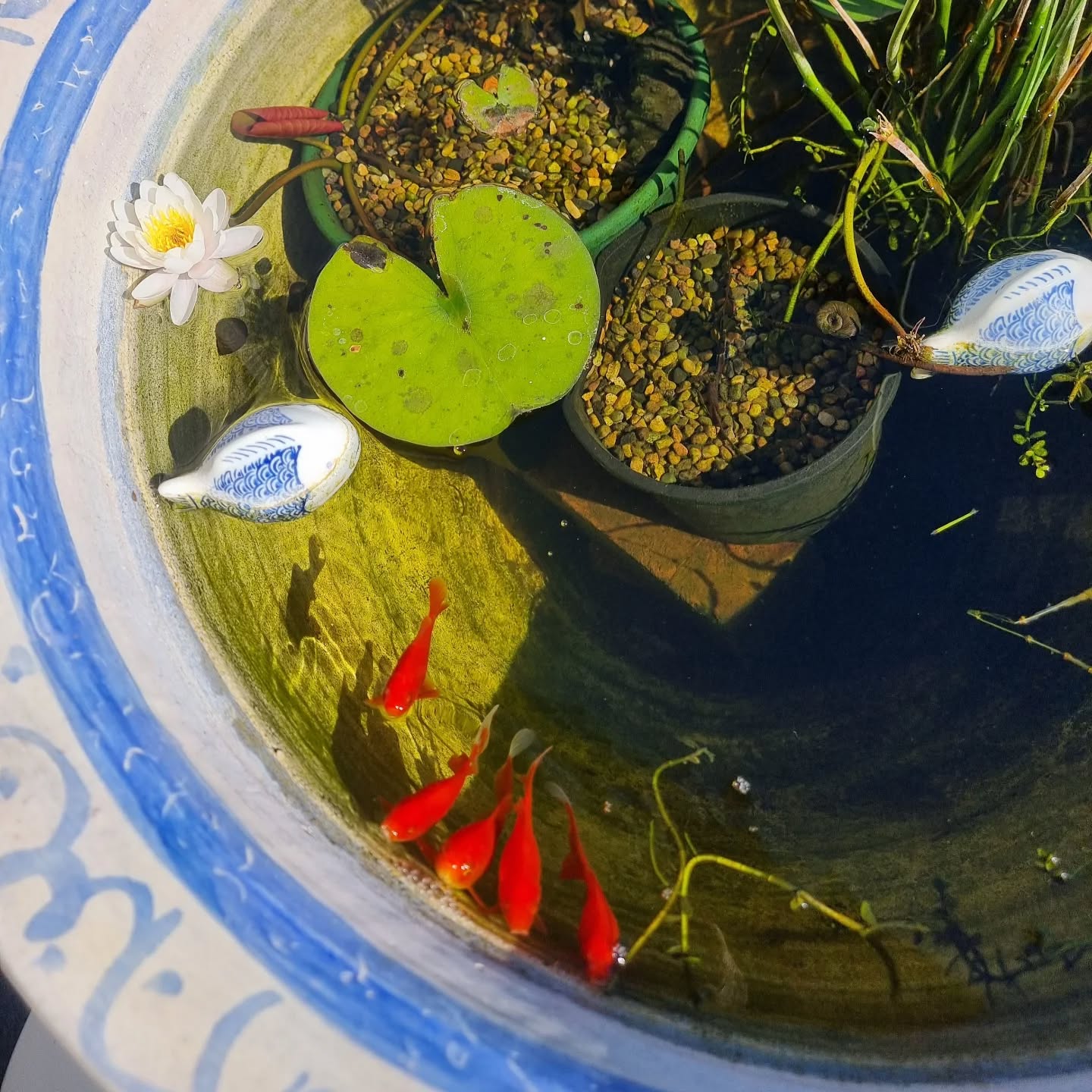 Welcomed home from India by a waterlily in my gold fish pond. So many memories from incredible India.
#homecomings
#incredibleindia🇮🇳
#travel