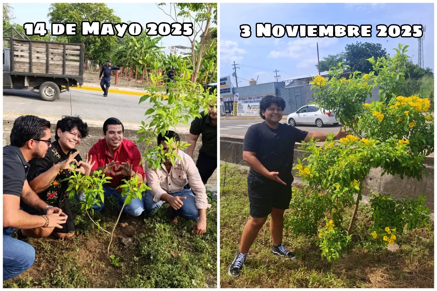 Misma tronadora, 5 meses de diferencia
Les quiero presentar el avance de estra tronandora 𝑻𝒆𝒄𝒐𝒎𝒂 𝒔𝒕𝒂𝒏𝒔 que fue sembrada en el par vial el 15 de mayo de este año
A tan solo 5 meses de su siembra este arbolito nativo nos regala sus preciosas flores amarillas que son alimento para abejas nativas 🐝
#polinizadores #plantasnativas