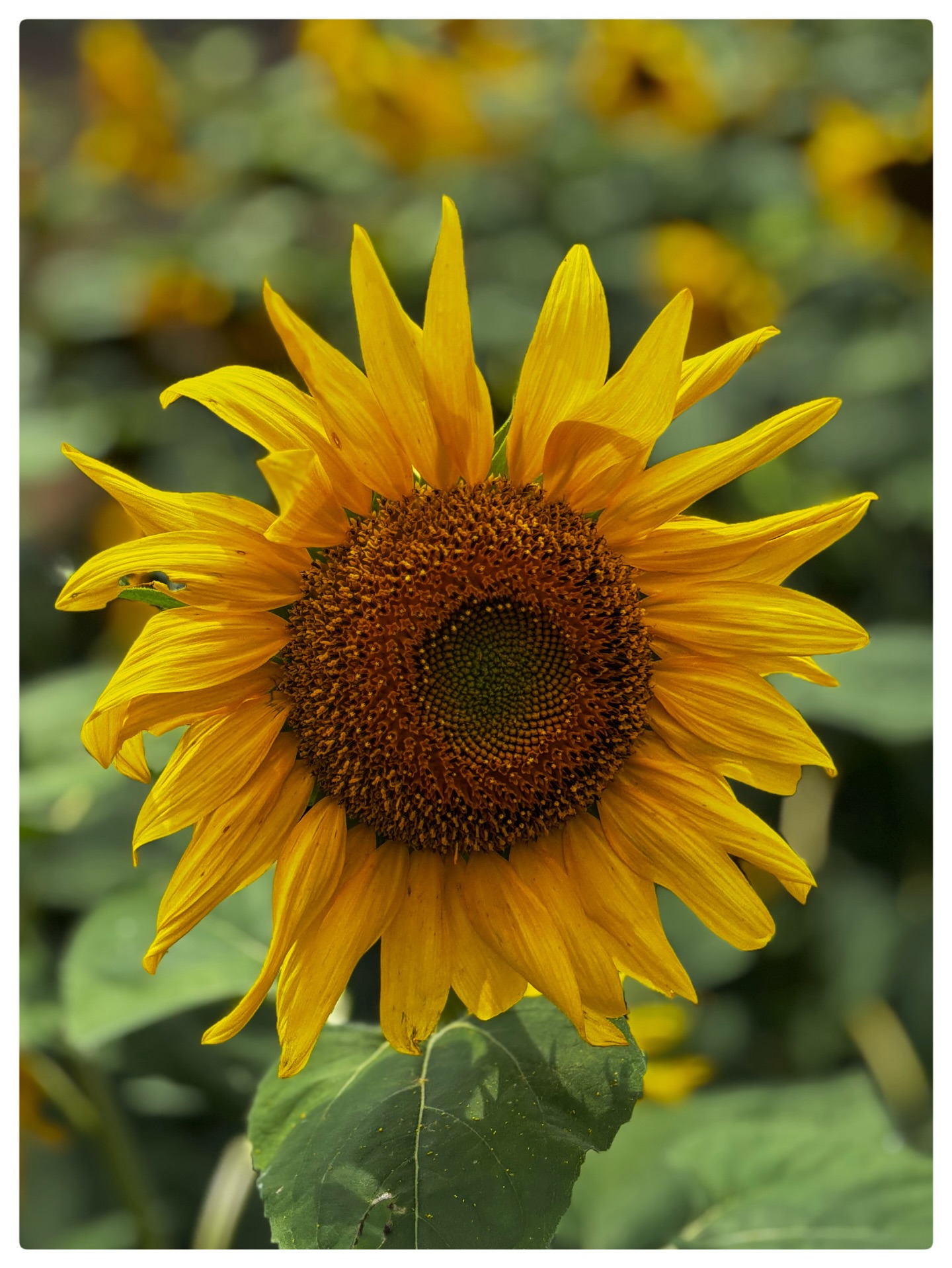 The sunflowers don’t ask why the clouds hide the sun — they simply wait, trusting the light will return. ☀️
#PhilosophicalVibes #NatureHeals #HopeInBloom #GoldenHourIndia #SunflowerSeason #IndianExplorer #PeacefulPlaces