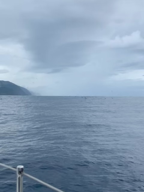 Já vos mostrei as ilhas vistas do mar, as montanhas e escarpas imponentes. O ilhéu de topo, a Poça Simão Dias e as flores maravilhosas que habitam naquelas ilhas.
Só falta mostrar a dança dos cagarros que dão movimento às paisagens e preenchem o silêncio de conversas e namoros que não têm fim.
Os cagarros acompanharam-nos muito tempo durante a viagem. Quando parávamos nos portos conseguíamos vê-los e assistir às suas conversas nas “suas casas”. Pareciam autênticas reuniões de família. Pais e filhos na conversa.
Foi maravilhoso e por isso eles não poderiam faltar nesta exposição.
.
.
“AZOREAN DREAM, Entre o gesto e a paisagem” @romanticultura @casino.azores
.
De 27 Setembro a 11 de Janeiro 2026
.
DISPONÍVEL
.
.
.
#mariacastelbrancoceramic #handamade #homedecor #inspiration #oneofakind #azoreandream #exhibition #contemporaryceramics #contemporaryart #tiles #azoreandream @anacristina.baptista.pt #flowers @vaniarebelopaim #nasceagua @quintadanasceagua #terceira #ilheudetopo #saojorge #açores