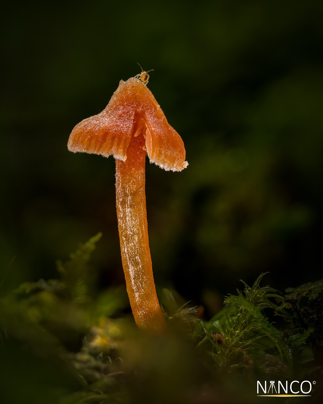 Today was a perfect day to just slow down, wander around in the oak forest and look for mushrooms… small mushrooms.