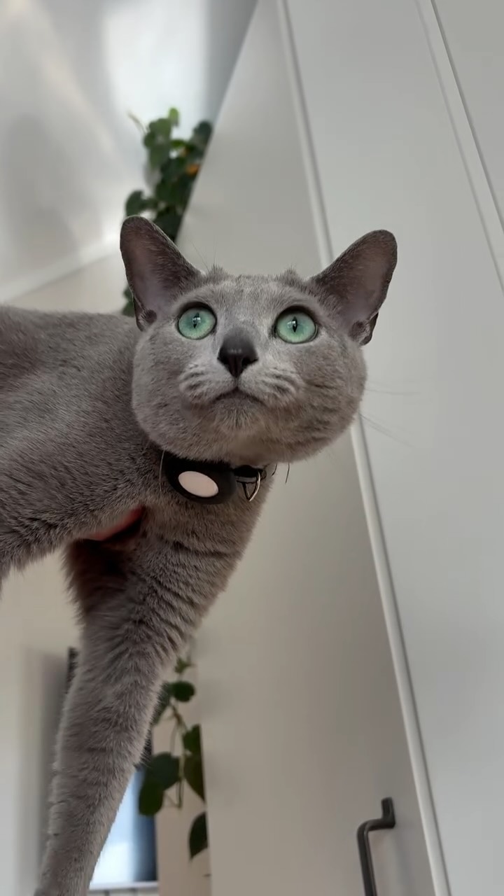 My favourite place to lounge while getting carried around the house 🥰
#myhooman #spoiledkitten