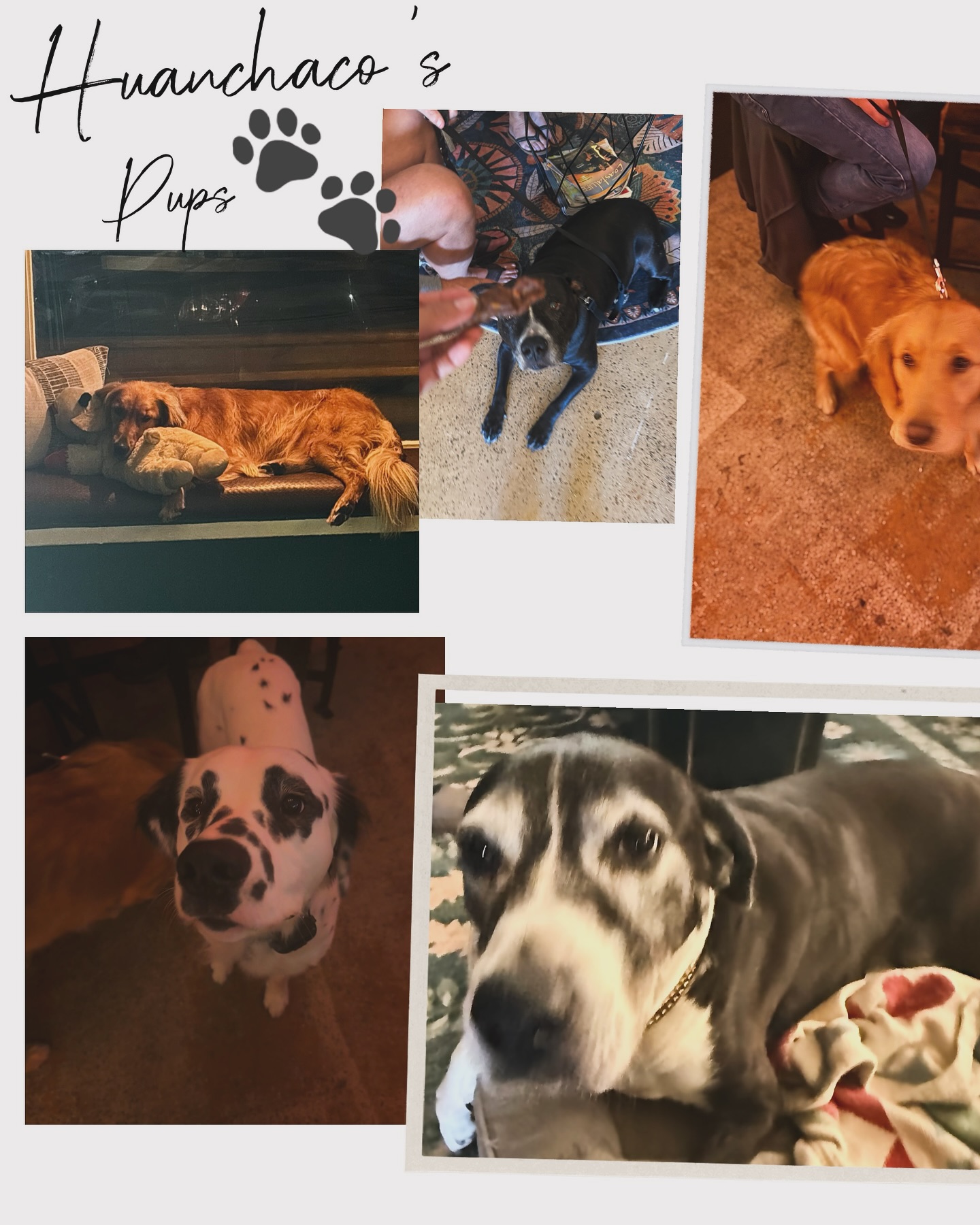 Huanchaco’s
🐾🐾🐾🐾🐾