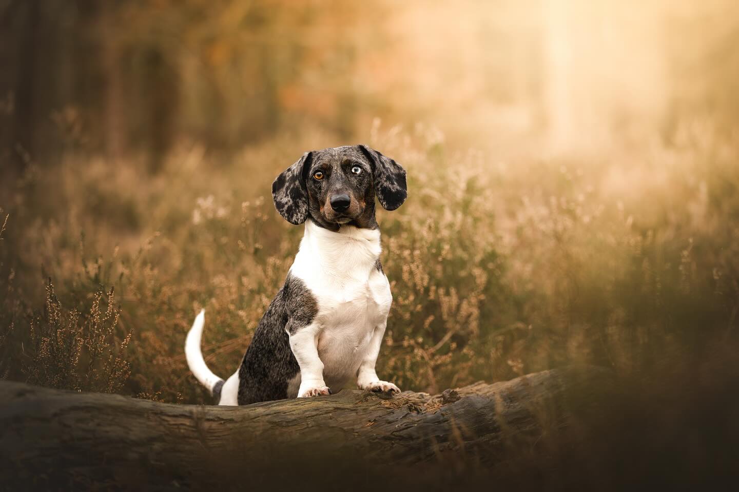 Oh wat ben ik gek op teckels! 😍
In mijn ogen zijn teckels gewoon van een ander kaliber. De namen passen altijd precies bij hun karakter, voornamelijk oud-Hollandse namen of van die namen die je eerder geeft een aan grote hond. Het zijn echte boefjes met hun streken, en oh! dan ineens weten ze je precies bij de juiste snaar te raken met hun oogjes.😆
Ken jij zo’n teckel?
#teckel #fotoshoot #hond #fotograaf #nijmegen
