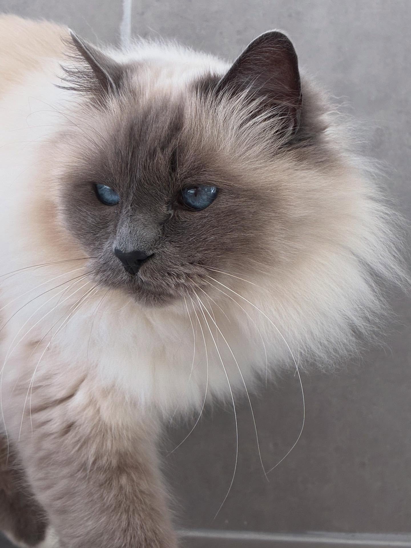 La première semaine des vacances est terminée, voici certains de nos pensionnaires de la Toussaint 🍂
Naples, Lucky, Zorro, Cremosa, Billie, Bibichou, Aiko, Jean Do, Câline, Onyx, Albus, Cahuète et Moon 😎
#larecreduchat #pensionpourchats #hotelpourchats #aixenprovence #aixmaville #octobre #toussaint #cat #chat