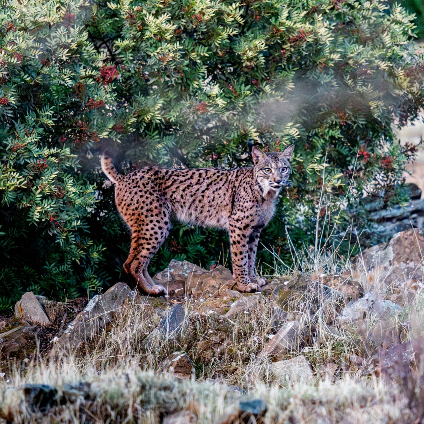 🇬🇧 Did we ever tell you there were no shortcuts or tricks to see an Iberian lynx in the wild?
Well, actually, there are.
The real secret lies in years of systematic fieldwork — exploring its habitat, recording signs such as scats, tracks, and direct observations, and gradually building a mental map of the potential distribution of each individual. All of this using nothing but our senses, optical equipment, field boots, and dedication to correctly interpret what nature reveals to us.
The result?
This image was taken yesterday in the Guarrizas River Valley by Lore and Martijn, who visited us from Belgium to join one of our Iberian lynx observation tours.
We were lucky enough to watch a male and this young female meowing and interacting with each other under the last light of the afternoon.
Isn’t she beautiful? 🐾
www.lyncisecoturismo.com
lyncisecoturismo@gmail.com
(+34) 603 90 74 35
🇪🇸 ¿Alguna vez os dijimos que no había ni atajos ni trucos para ver un lince ibérico en libertad?
Pues sí, sí los había.
El verdadero secreto reside en años de trabajo sistemático sobre el terreno, recorriendo su hábitat, registrando indicios como letrinas, huellas y observaciones directas, y elaborando con el tiempo un mapa mental de la distribución potencial de los individuos.
Todo ello utilizando únicamente nuestros sentidos, material óptico, botas de campo y dedicación para interpretar correctamente lo que el entorno nos muestra.
¿El resultado?
Esta imagen fue tomada ayer en el Valle del Río Guarrizas por Lore y Martijn, que nos visitaron desde Bélgica para unirse a uno de nuestros tours para observación de lince ibérico, donde pudimos observar un macho y esta joven hembra maullando e interaccionando entre sí, con las últimas luces de la tarde.
¿Acaso no es preciosa? 🐾