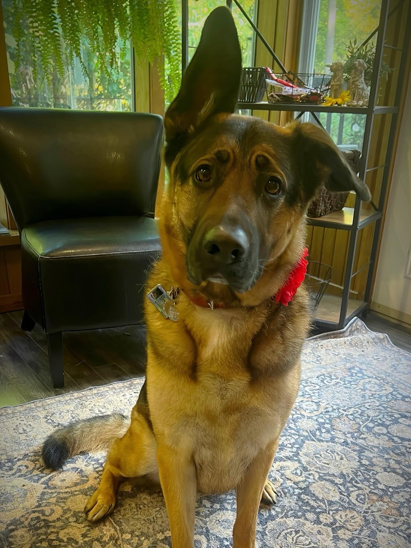 Say hello to Zoe! 🐕
Zoe, a nervous German Shepherd, has been coming to us for a year so we can establish a comfortable and safe connection with plenty of nail trims and brush outs. We’ve finally made it to a point where this sweet girl was ready for her first full groom, and it was a great experience for her.
As professional dog groomers, we’re fully equipped to work with anxious dogs, no matter the size or behaviour. We always want to make sure every pup is comfortable!
If you have a dog that’s nervous or particularly anxious for grooms, please reach out at (519) 241-1552.
#bythepondpetspa #doggroomers #doggroomerlife #doggroomersofig #smallbusinessowners #supportsmallbusiness #dogsofinstagram #northdumfriesontario #parisontario #womeninbusiness #dogsofinstagram #aplacetolovedogs #fortheloveofdogs #doggroomingofinstagram #paw #doggo #dogsofinstagramworld