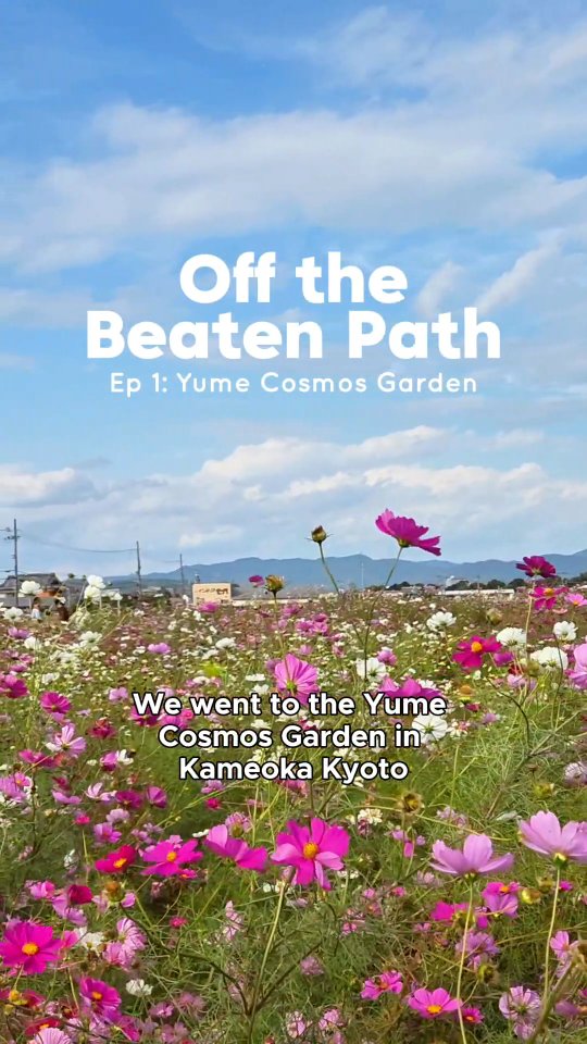 Yume Cosmos Garden in Kameoka, Kyoto. with millions of cosmos flowers.
Afterwards, we stopped by Kuwayama Jinja, a quiet shrine nearby where the first autumn colors had begun to appear.
📍Yume Cosmos Garden
📍Kuwayama Jinja
#KyotoJapan #HiddenJapan #OffTheBeatenPath #AutumnInJapan #JapanTravel#