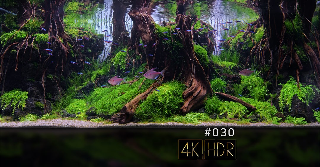 公開動画30作品目は、東京都練馬区江古田にあるアクアリウムショップ「Little interior aquarium」 @littleinterioraquarium 代表 山口欣信さんのIAPLC2025出品作品です。
まるで深い森の奥深くを切り取ったかのような水景です。
力強い流木群が形成する構図が見る者の視線を水槽中央の深淵へと誘い、前景と後景の対比が生み出す高低差とボリュームで奥行きの極致を見せています。
AQUALIOに公開した過去の2作品と同様に、この作品にも山口さん特有の作り込みの緻密さが凝縮されており、IAPLC2025にて58位入賞がその魅力を裏付けしています。
3時間の定点映像を、AQUALIOのYouTubeチャンネルで公開しています。
是非ご視聴下さい。
#aqualio_jp #fishtank #aquariumvideos #aquascaping #aquascape #plantedtank #aquarium #aquascaper #aquascaper #aquariumplants #aquascapes #plantedtank #アクアリウムのある暮らし #アクアリウム #水槽レイアウト