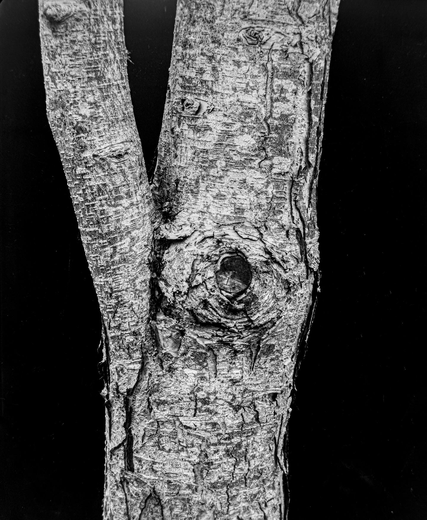 Bark texture, a micro landscape to get lost in. Crab Apple tree in my garden photographed with an Antique, Sanderson Full Plate (#largeformat)camera with x-ray film. Period lens on #f64, exposure time 15s. Black cloth background.