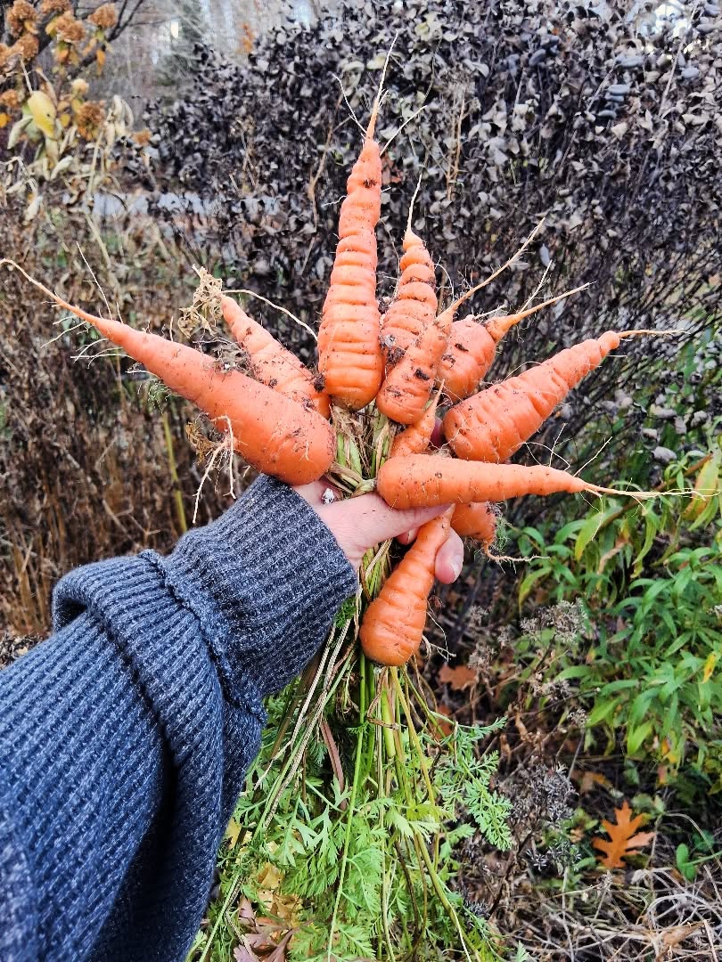 🥕 Still harvesting a handful of carrots here and there 🧡
Next year: I need to set up a drip hose for the planting tables..... I'm surprised they are still growing because I got busy with work and hadn't watered anything in the greenhouse for like the whole month of september 🙃 they did really well in the raised planter tables tho! New soil, so no weeds to contend with. 👍
#maine #noharmfarm #gardening #carrots #harvest #autumn #garden
