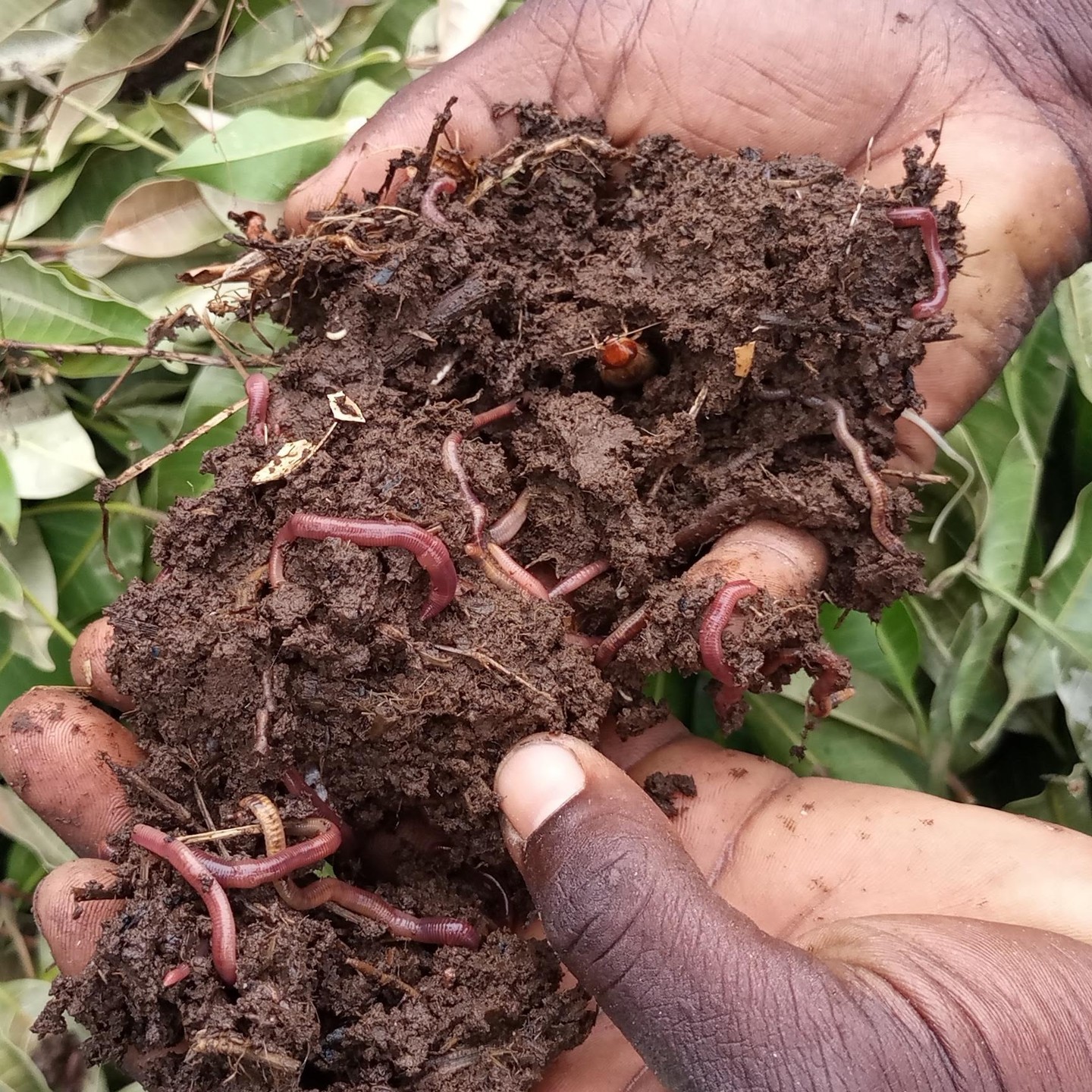 Vermicomposting is one of the techniques our farmers are using to enrich their soils. This has enhanced their production and ensured healthy soils
