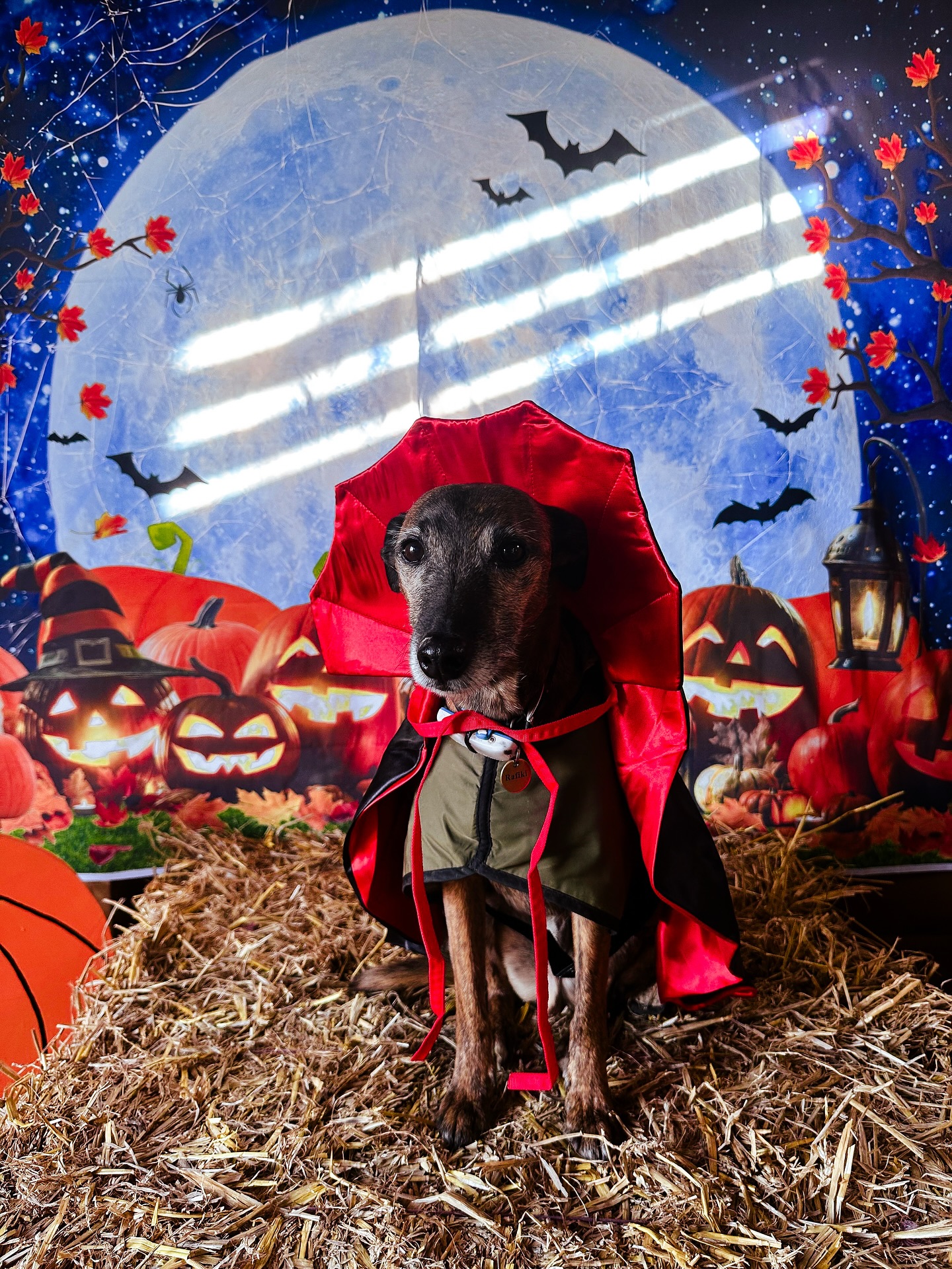 Spooky Season 👻
Halloween photo booths are up in both fields ready for a busy weekend!
It feels like ages since our last seasonal photo opt so we are so excited to receive your adorable photos! 😍
#SeasonalFun
#DogsAtHalloween
#SecureDogFields
#SecureDogWalking
#SecureDogWalkingFields