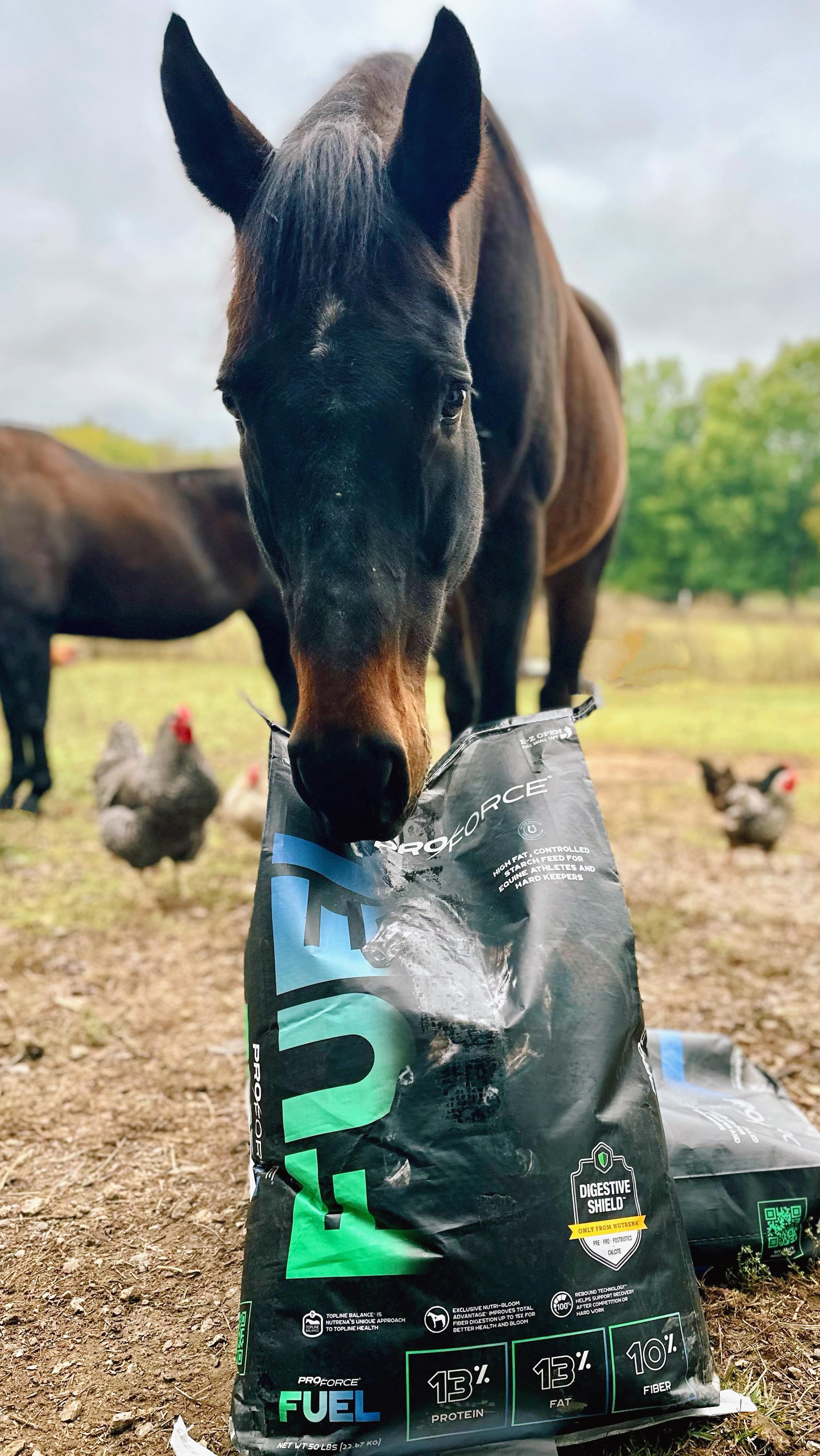 Maximize every stride with the help of Proforce Fuel. 🐴🌾
#atwoodsranchandhome #nutrena #proforcefuel #cargillpartner #horse