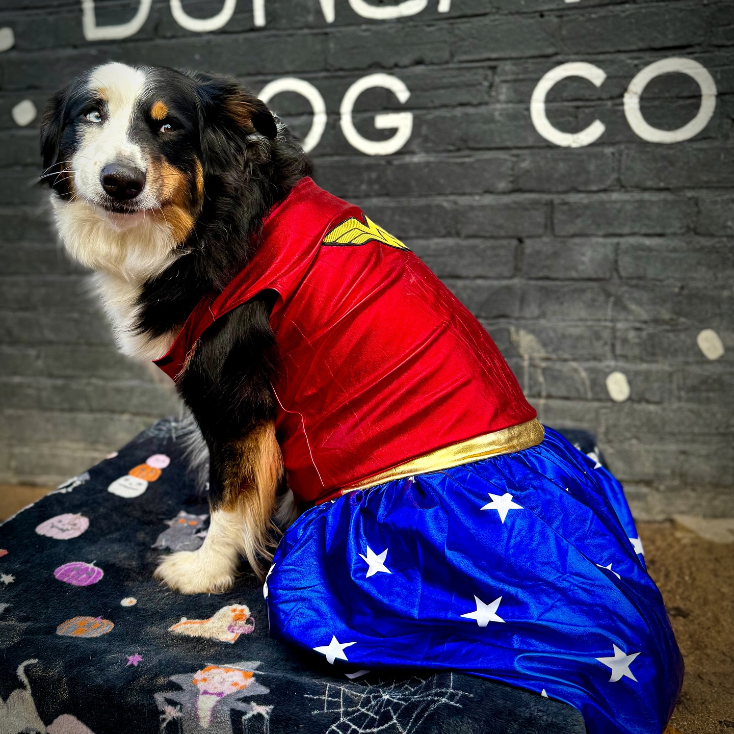 Our pups have gone all out for Halloween, now it’s your turn to pick our winners!🎃🐶
vote for your favourite costume below!👇🏼🐾