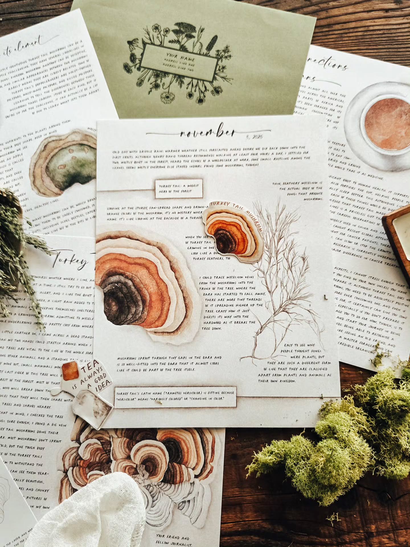 Here's your preview of November's field journal!
To be honest, we hesitated on this month's topic, thinking we should go with something a little more familiar. We took the advice of a friend to go off the beaten path, and we're thrilled we did. This month, we're learning about turkey tail mushrooms, and it has been one of our absolute favourites so far, both for fascinating content and the stunning colors of the subject material!
You'll find out all about this mushroom's critical place in keeping the ecosystem renewed, and you'll discover the incredible medicinal roles it has played in human history, too!
To receive this beautiful journal, make sure you've subscribed by November 12th!