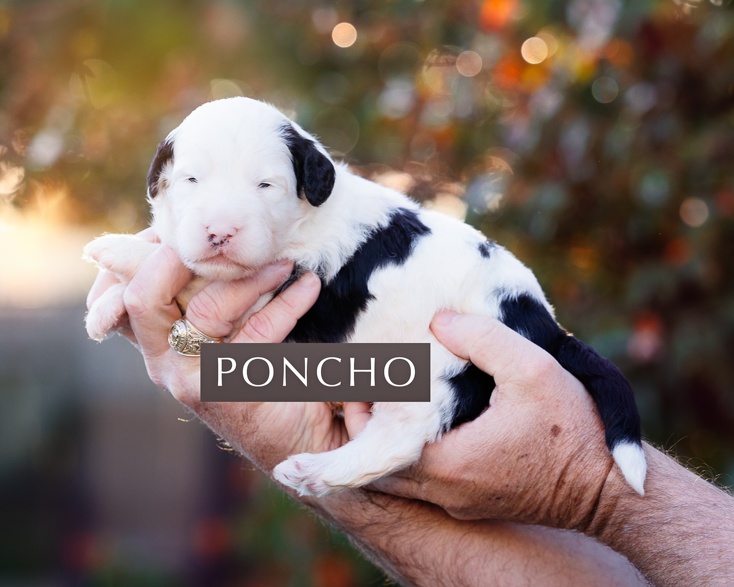 🐾 Meet Poncho & Lefty 🐾
Record-breaking litter over here… our tiniest crew yet. Just two chunky little F1 Sheepadoodle boys! 🤠🐶
Their eyes are just starting to open and they wobble around like a couple of tiny drunk puppies trying to find the milk bar 😂 Since it’s just the two of them, they’ve been living the all-you-can-eat dream and it shows. Nothing but pure fluff and rolls!
We can already tell these two are gonna be full of personality. Stay tuned for more Poncho & Lefty cuteness coming your way 💛