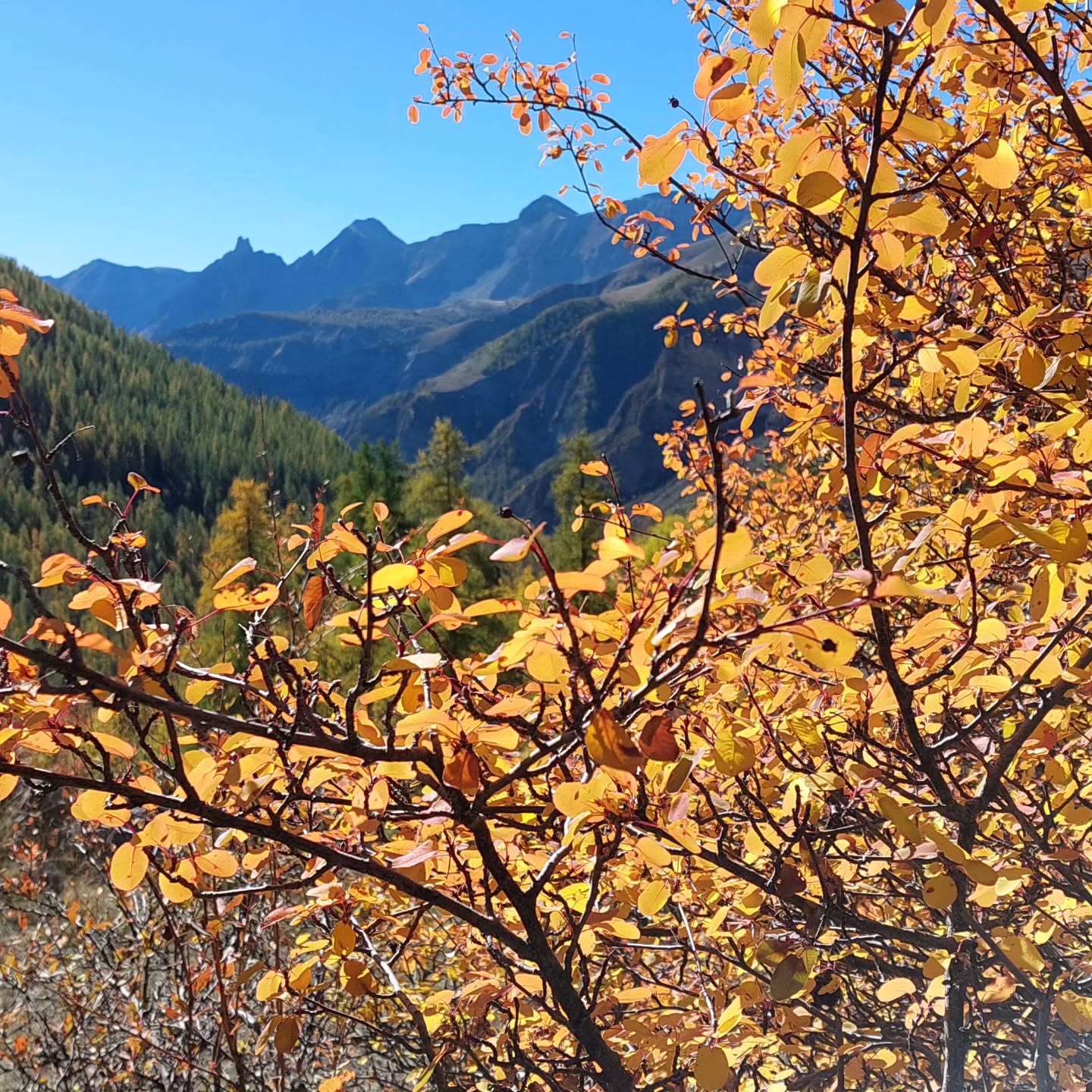 Couleurs d'automne
#mercantour