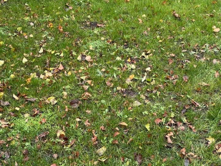 Hösten är en bra tid att rensa ogräs! Marken är fuktig och återväxten inte riktigt lika snabb. I min gräsmatta är den biologiska mångfalden hög, lite för hög… 😅 Nu ska lite ogräs bort och jag ska kasta ut lite gräsfrö. Om hösten fortsätter vara mild gror de nu, annars gror de i vår när värmen kommer. ☺️ I appen Mitt Trädgårdsår finns både tips gällande gräsmatta och olika sorters ogräs! 📲 #ogräs #attgöraoktober #gräsmatta