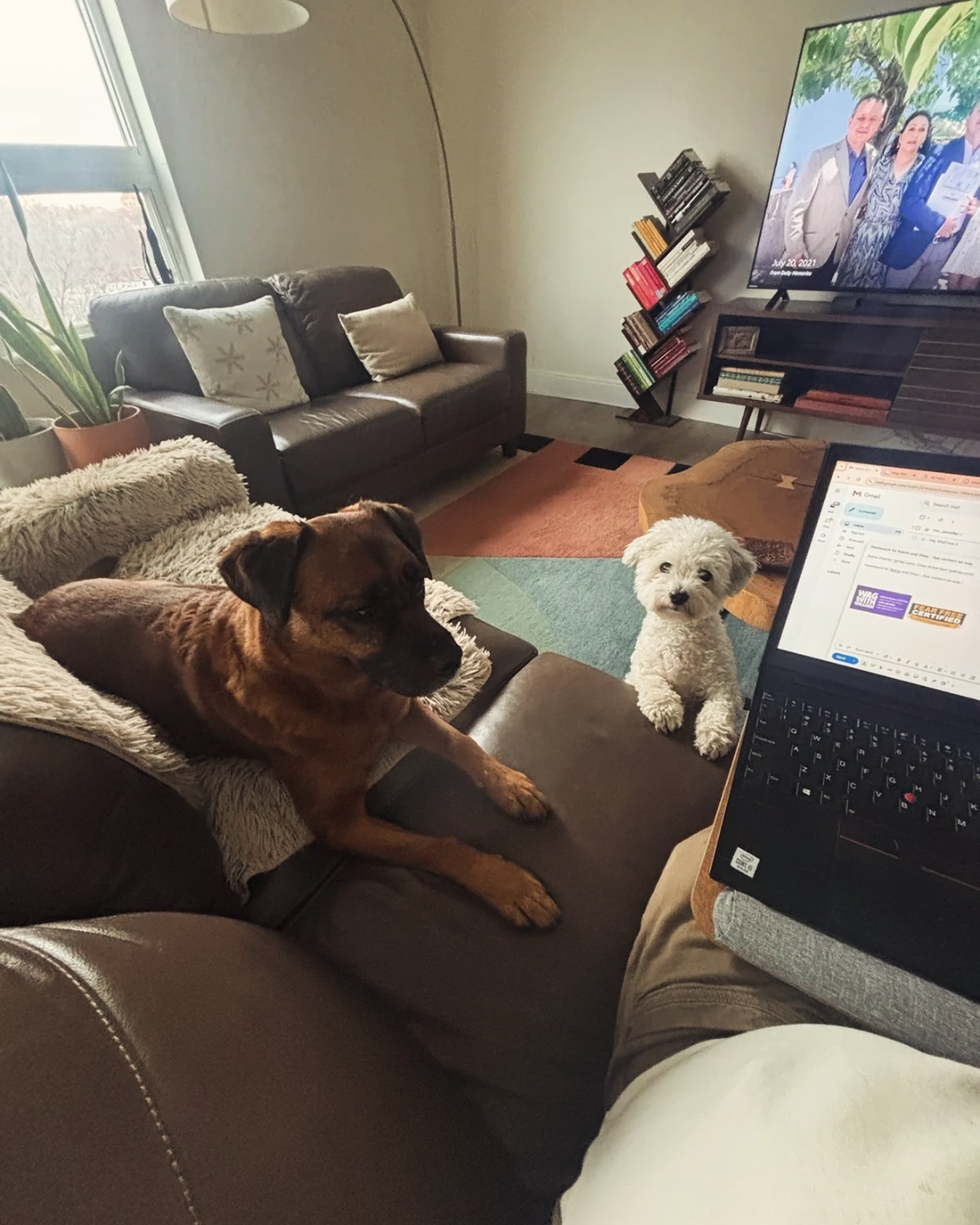 Peaceful vibes, wagging by my side. #WagWithWilliam #FearFreeTraining #PositiveReinforcement #DogWellness #BondWithYourDog #WaggingTails