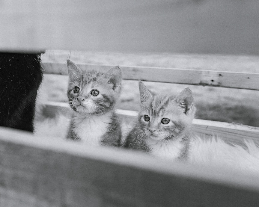 Every now and then I take a photo and instantly think, “this one needs to be black and white.” There’s just something about the mood, the light, the emotion that colour can’t quite capture. These little kittens made me pause. I couldn’t decide if their magic was in their warm colour or in the contrast of monochrome.
Still, I know not everyone feels the same. Black and white doesn’t seem to get as much love these days, especially when it comes to printing.
So now I’m curious… when you look at these two, which one draws you in more? Do you love the timeless feel of black and white, or do you think colour always wins? #YayOrNay
A few more sneak peeks from @shaidtreeanimalshelter ‘s 2026 calendar! 🐾
#novascotiaphotographer#ns#novascotiaphotography#petportraiture#kittens#rescue#adopt#catphotography#petphotographer#animals#blackandwhite#canon#petportrait