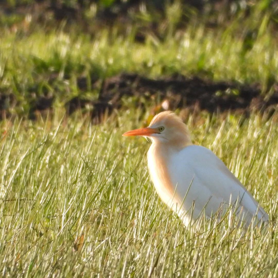 Cattle Egret, in his seasonal colours.
#karameacattleegrets #cattleegrets #Karamea #karameawild #newzealand #nzlife #nzwildlife #wildnz #southisland #nzsouth #southislandnz #westcoastnz #nzwestcoast #tewaipounamu #paradise #umere #arapito #littlewanganui #birdsnz #nzbirds #wildsouth #kohaihai #oparara #birdshots #birdphotos #wildlifenz #Aotearoa #nzfauna #nzflora