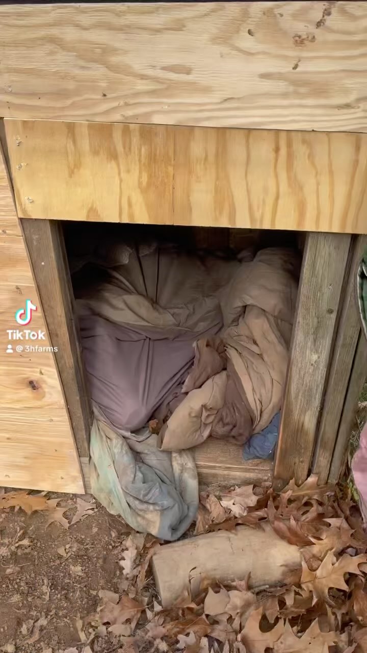 Not even Ms Charlotte wants to get up from under the covers when it’s cold out 🤣